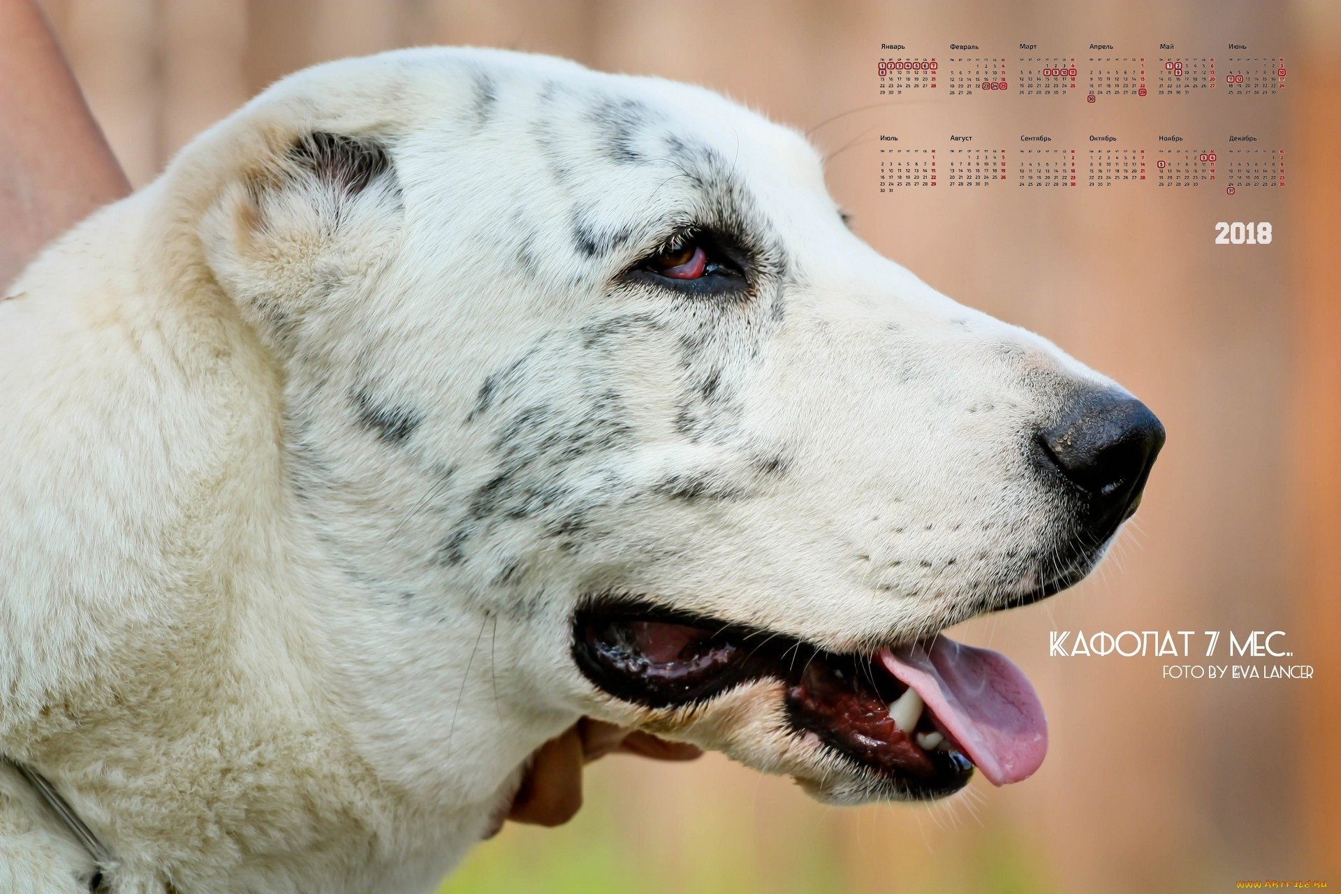 календари, животные, профиль, собака, взгляд, морда
