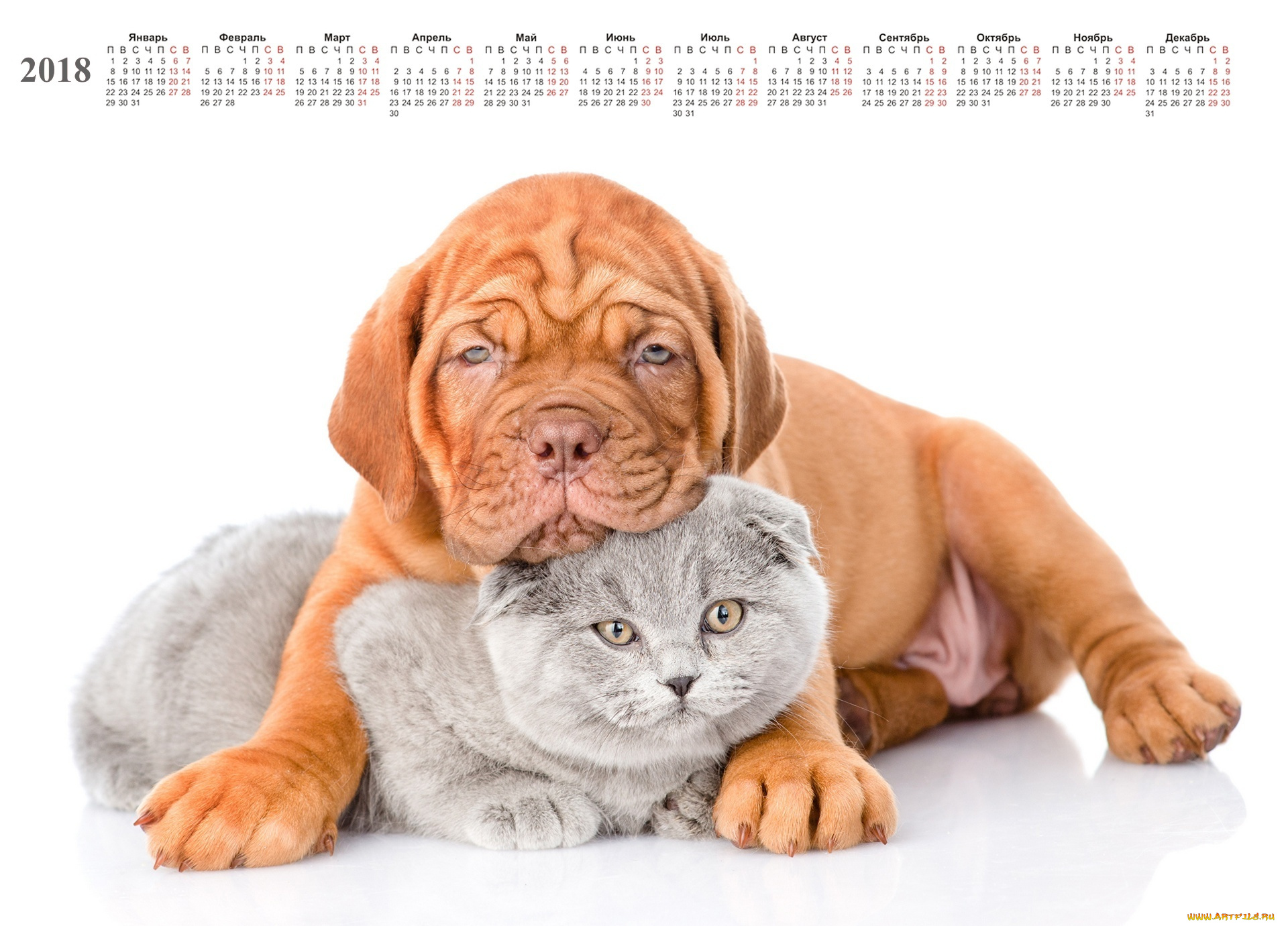 календари, животные, кошка, собака, белый, фон