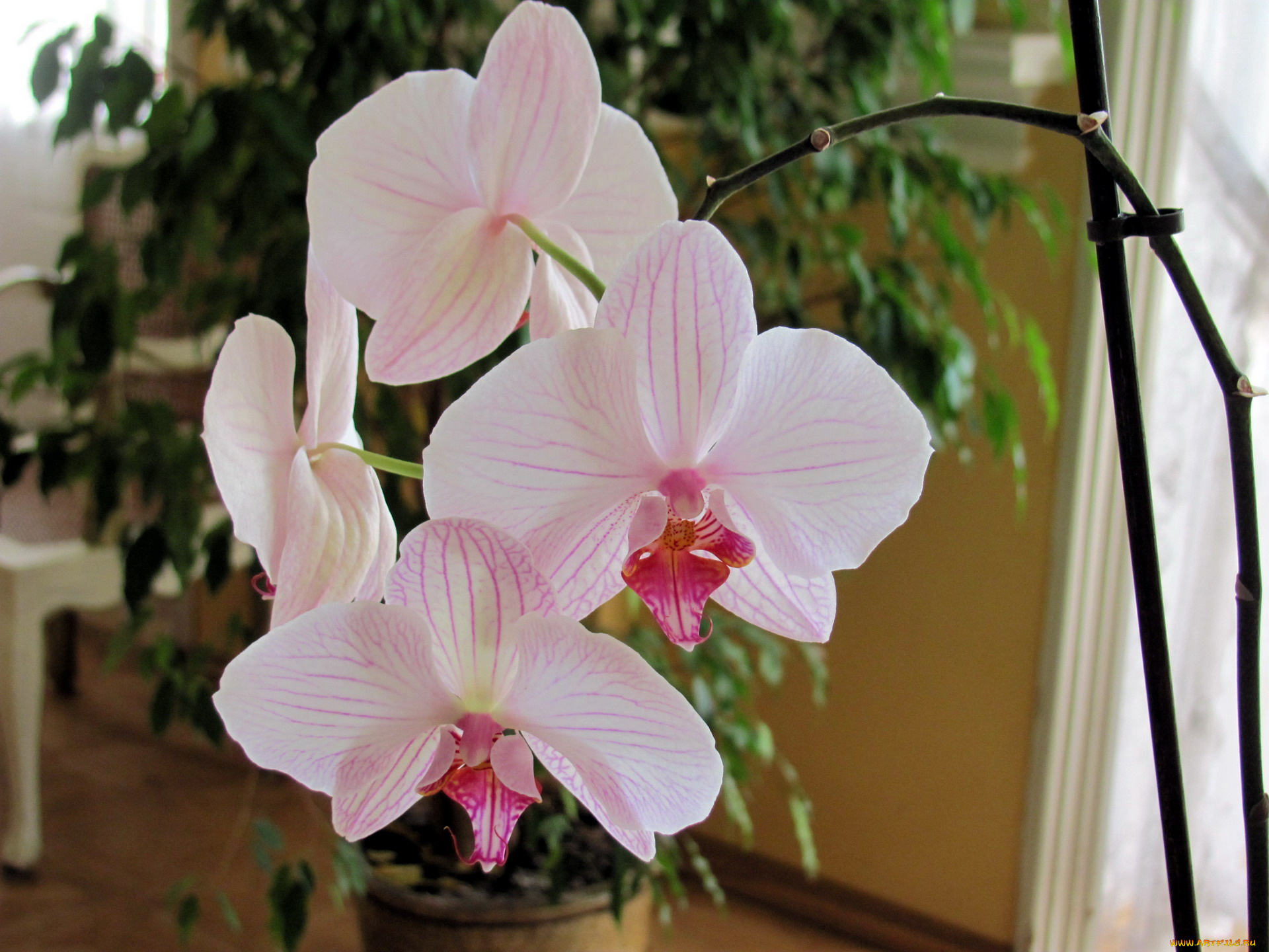 цветы, орхидеи, нежность