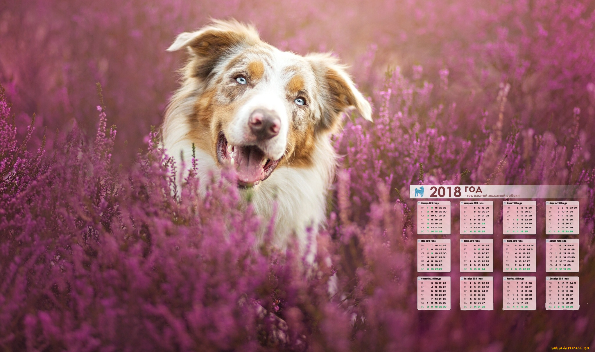 календари, животные, растение, морда, взгляд, собака