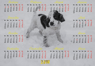 обоя календари, животные, взгляд, собака