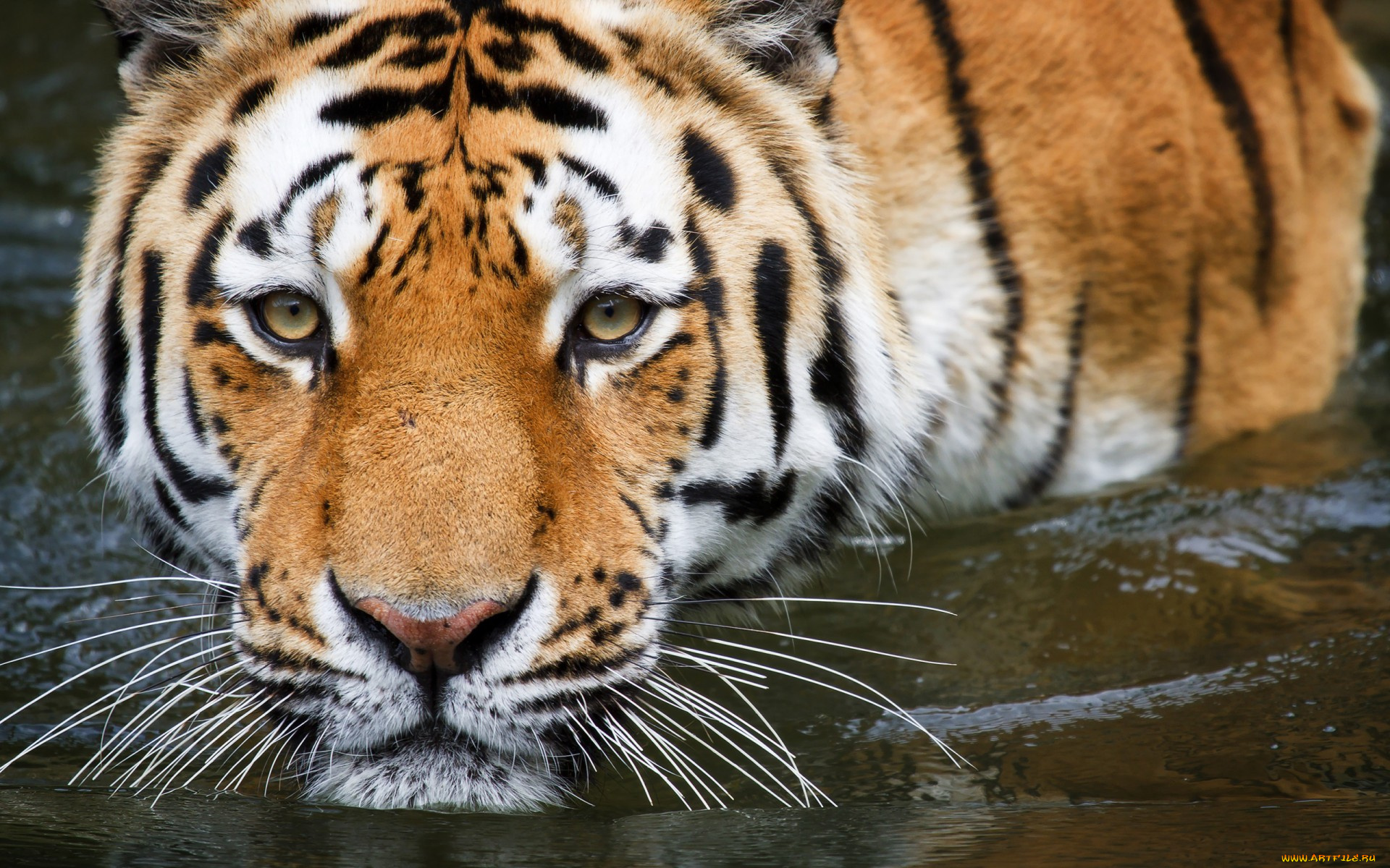 животные, тигры, тигр, вода