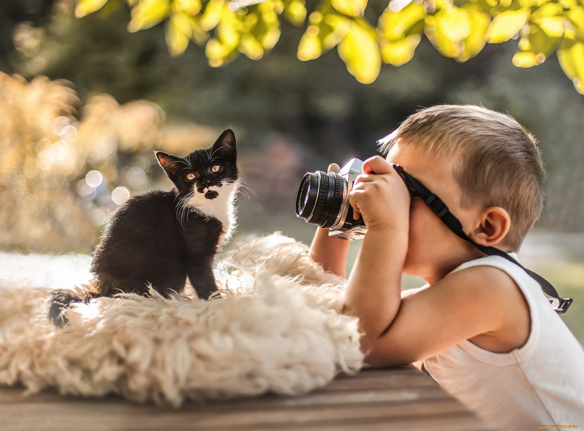 разное, дети, мальчик, фотоаппарат, котенок