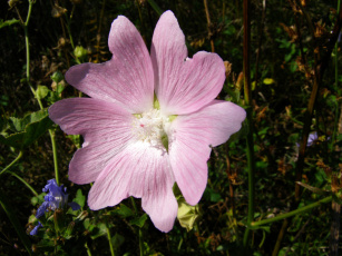Картинка цветы лаватера