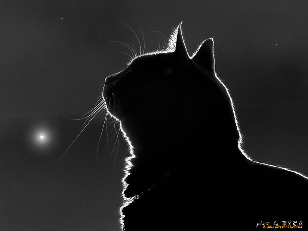 mooncat, by, ziro, животные, коты