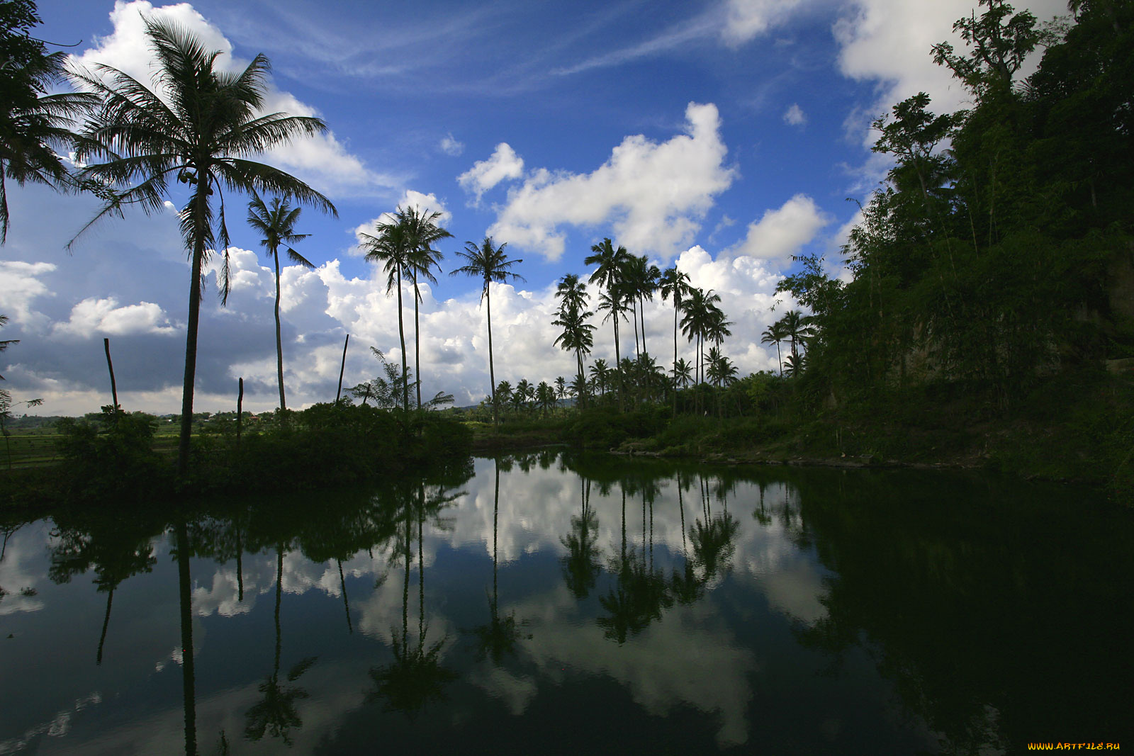 природа, тропики, пальмы, вода, отражение