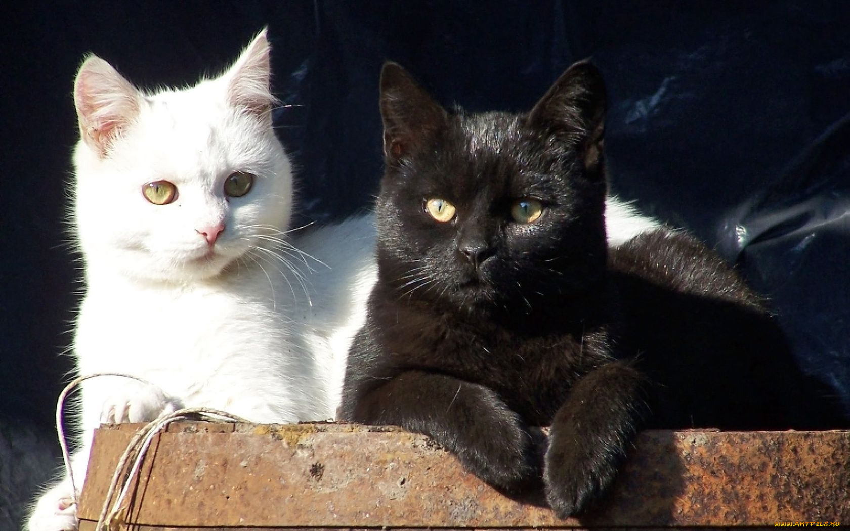 животные, коты, белый, кот, чёрный