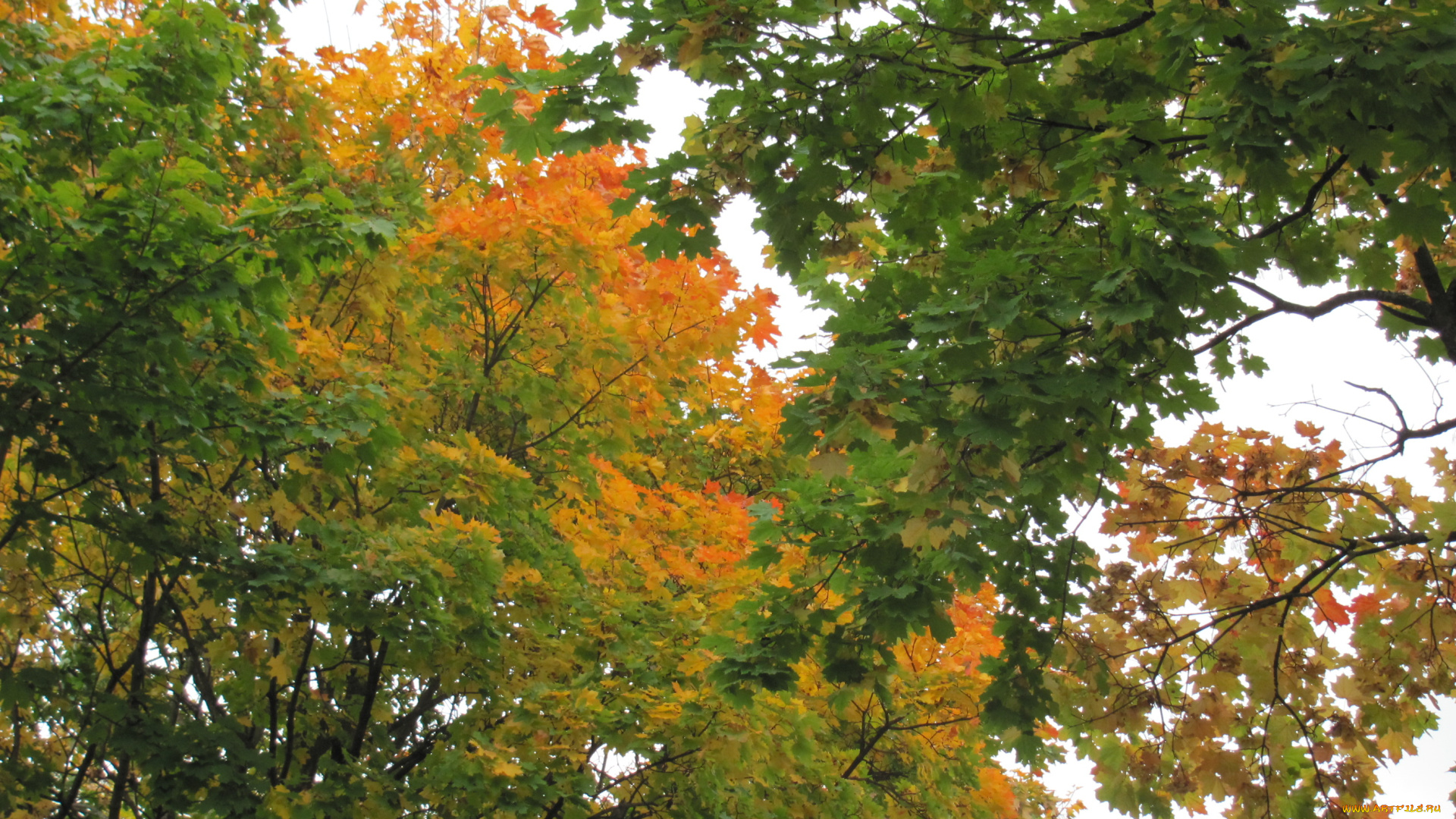 природа, деревья, клены, листья, осень