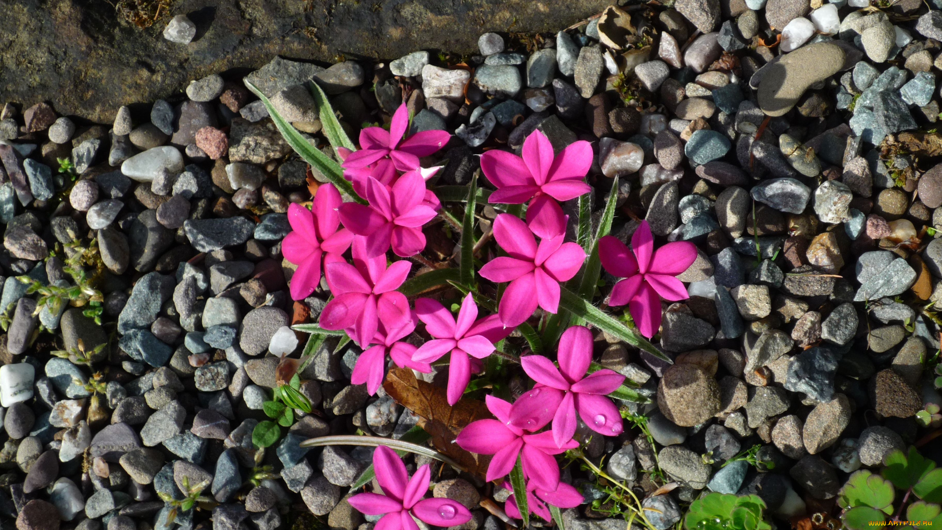 родогипоксис, цветы, rhodohypoxis