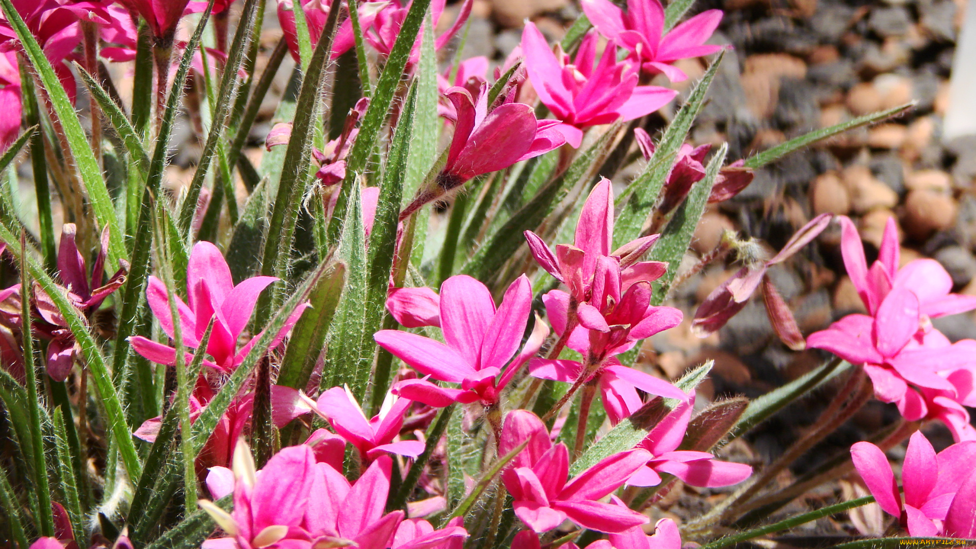 родогипоксис, цветы, rhodohypoxis