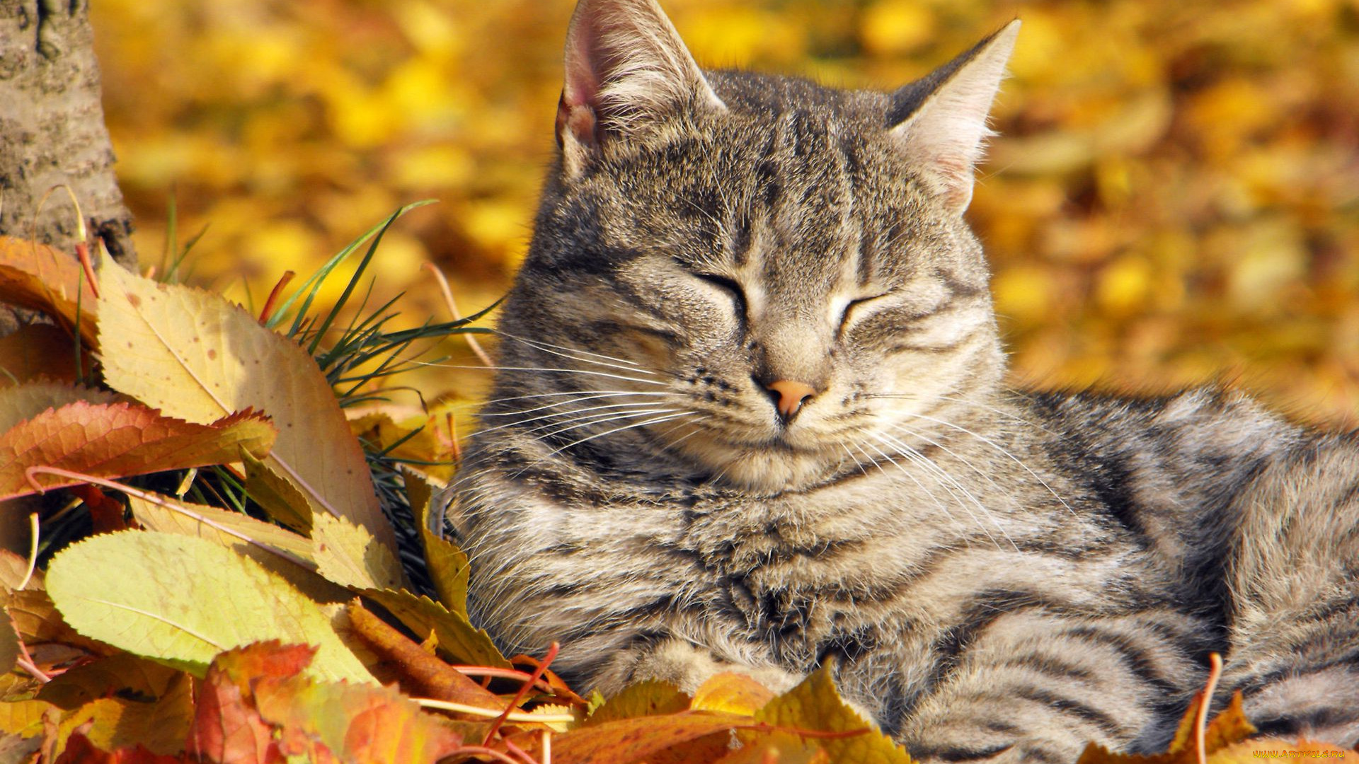 животные, коты, осень, листья