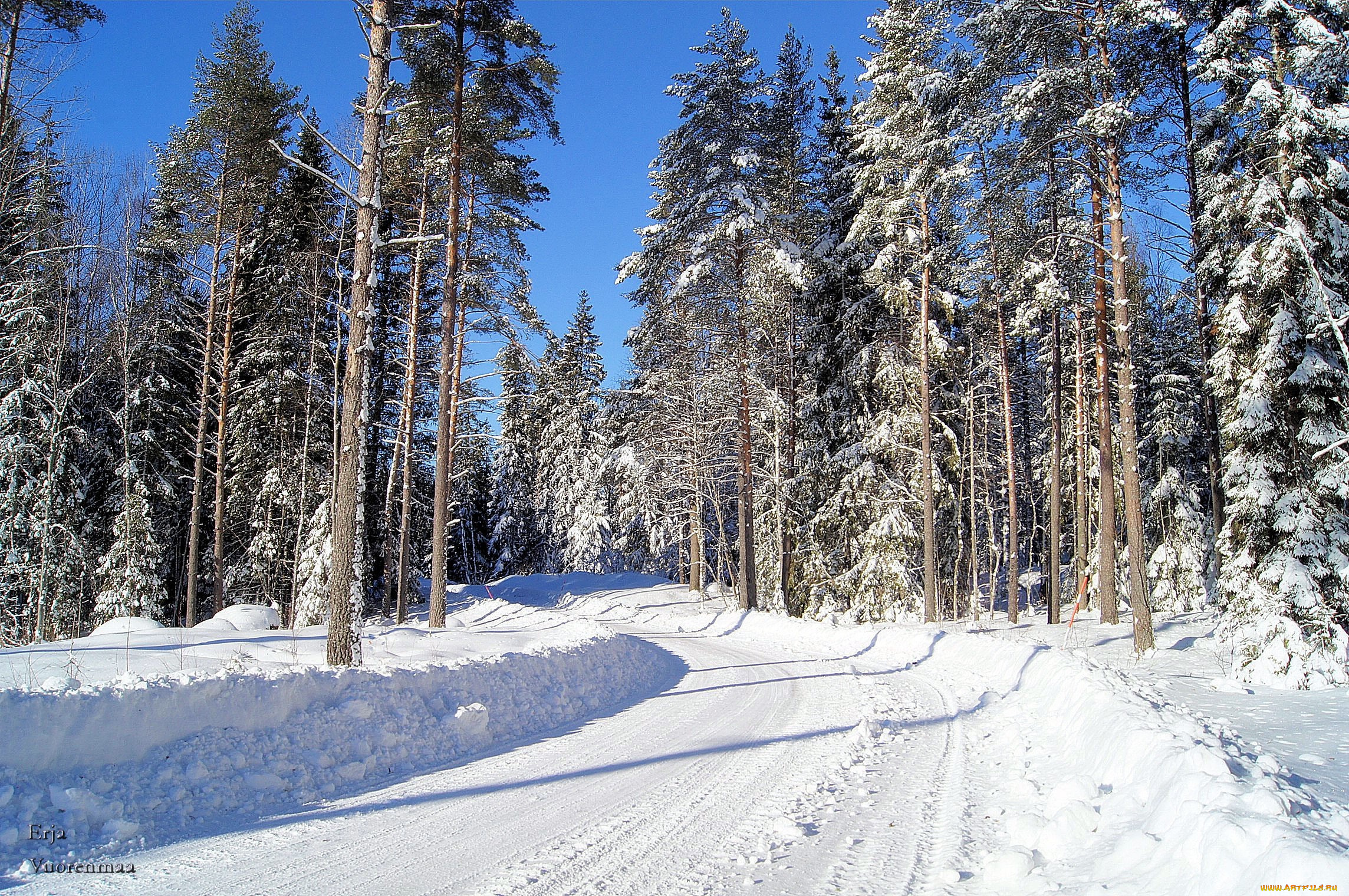 природа, зима, снег, ели