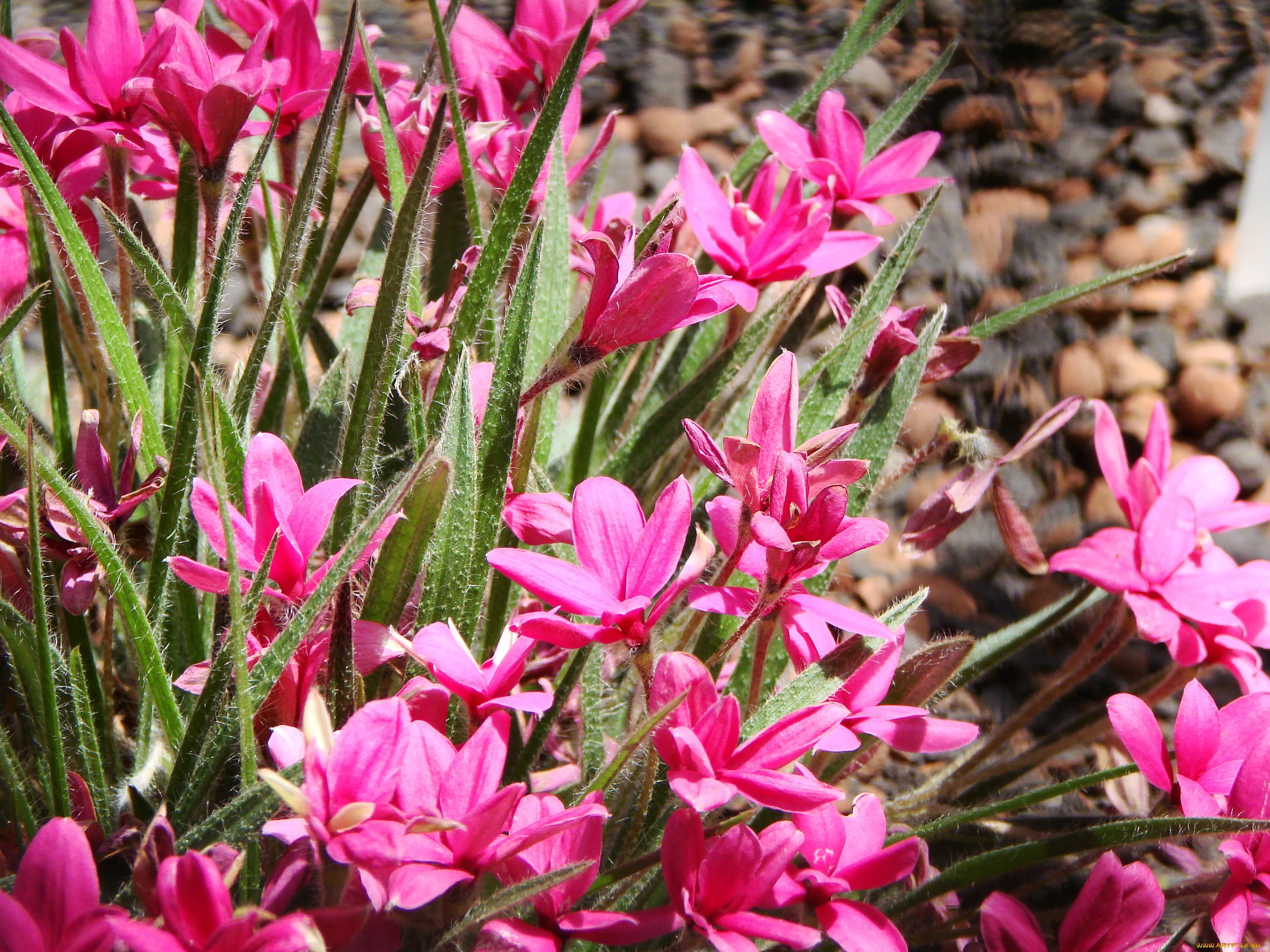 родогипоксис, цветы, rhodohypoxis