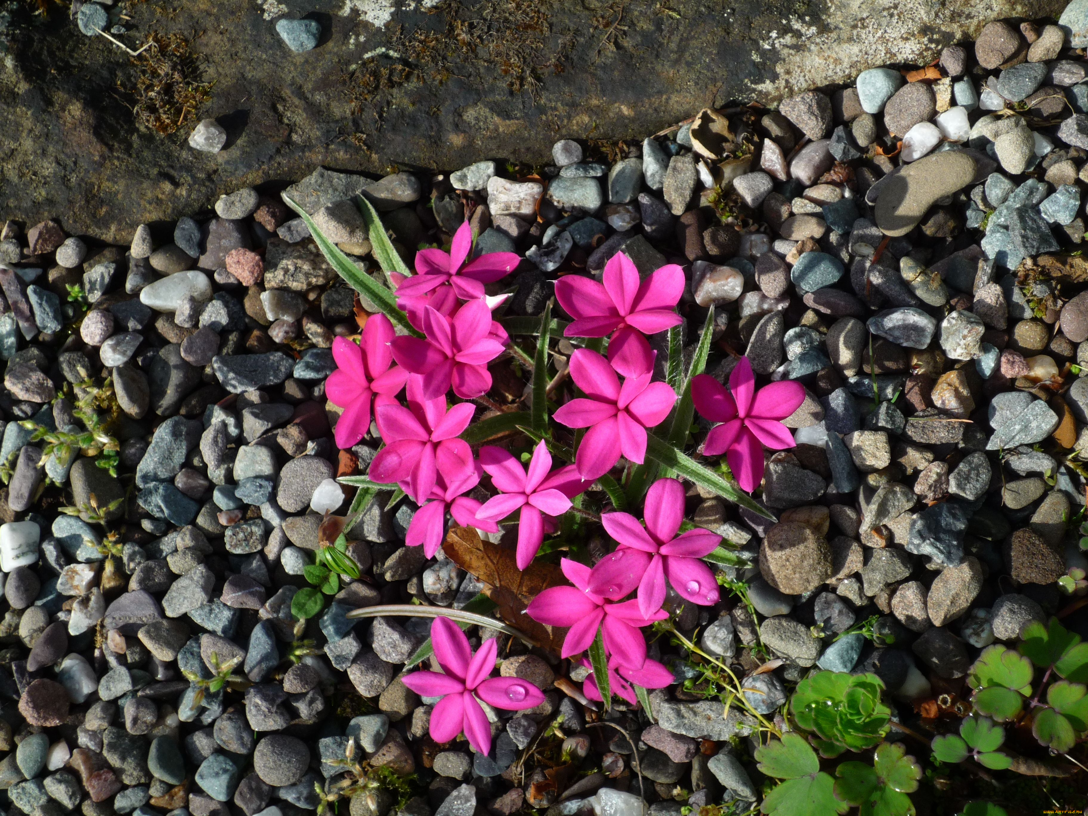 родогипоксис, цветы, rhodohypoxis