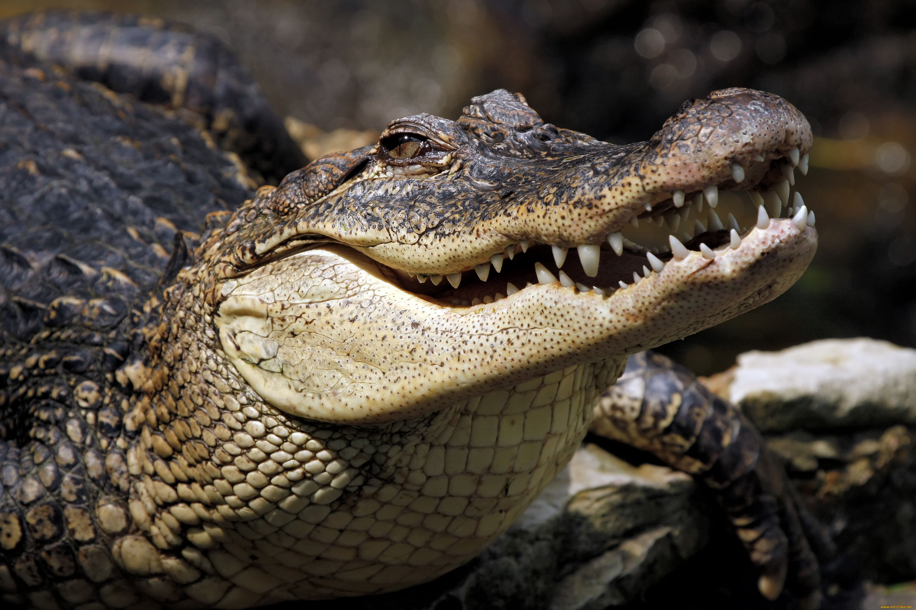 Крокодил картинка. Гребнистый крокодил зубы. Пресмыкающиеся крокодил. Крокодил это пресмыкающееся. Пресмыкающиеся животные крокодил.