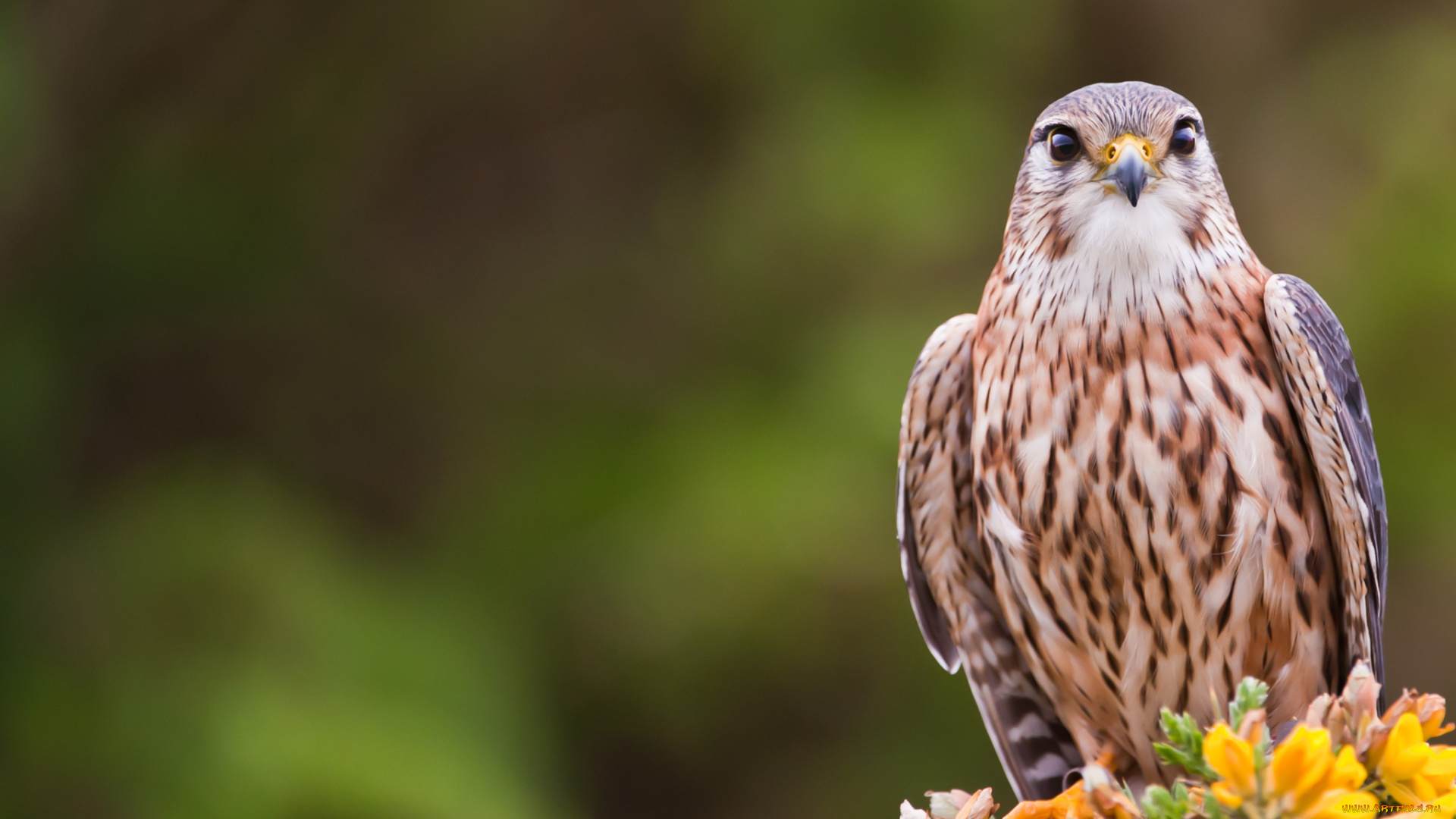 животные, птицы, хищники, кречет, взгляд, bird, merlin