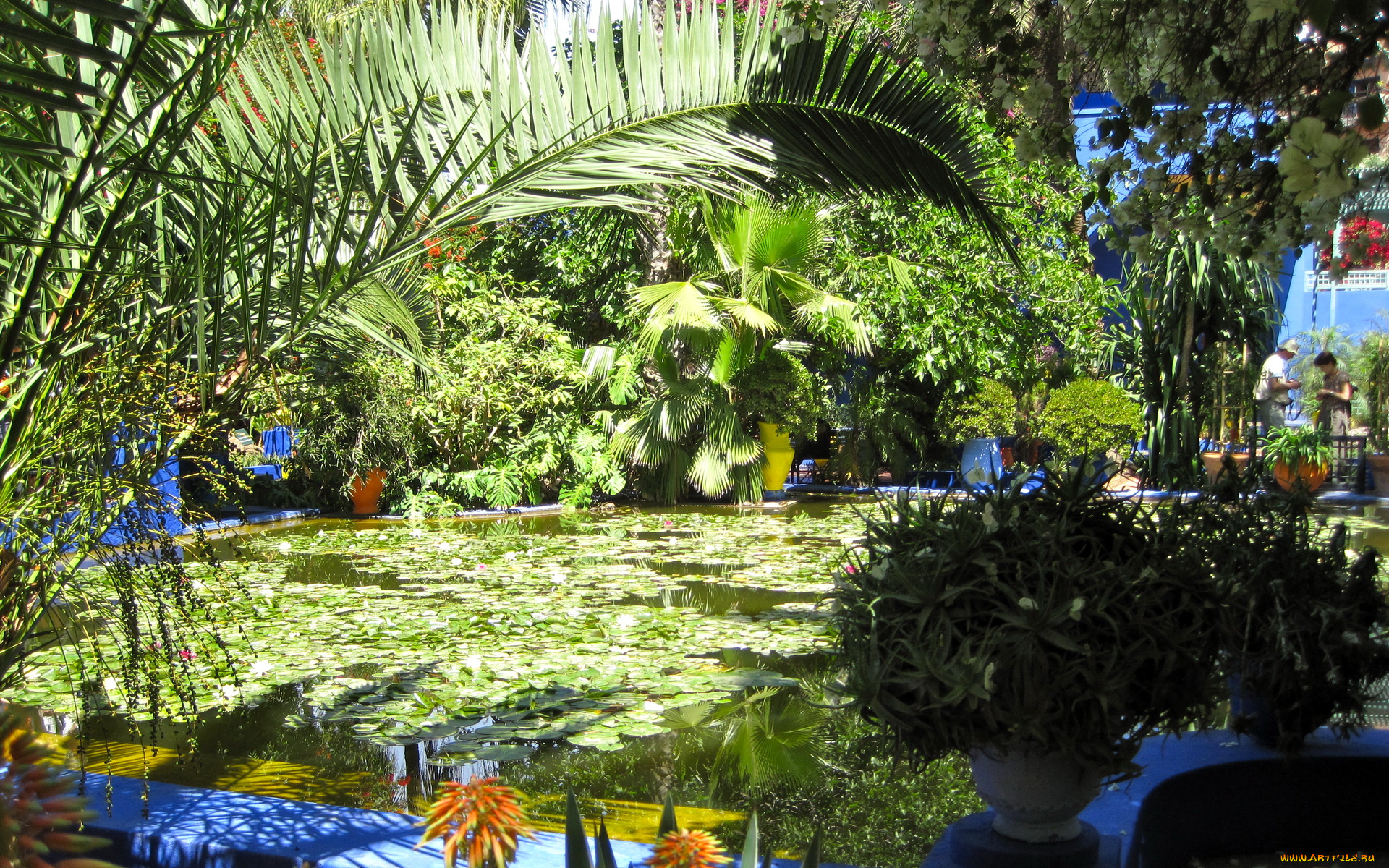 morocco, marrakech, jardin, majorelle, природа, парк, водоем, сад, растения
