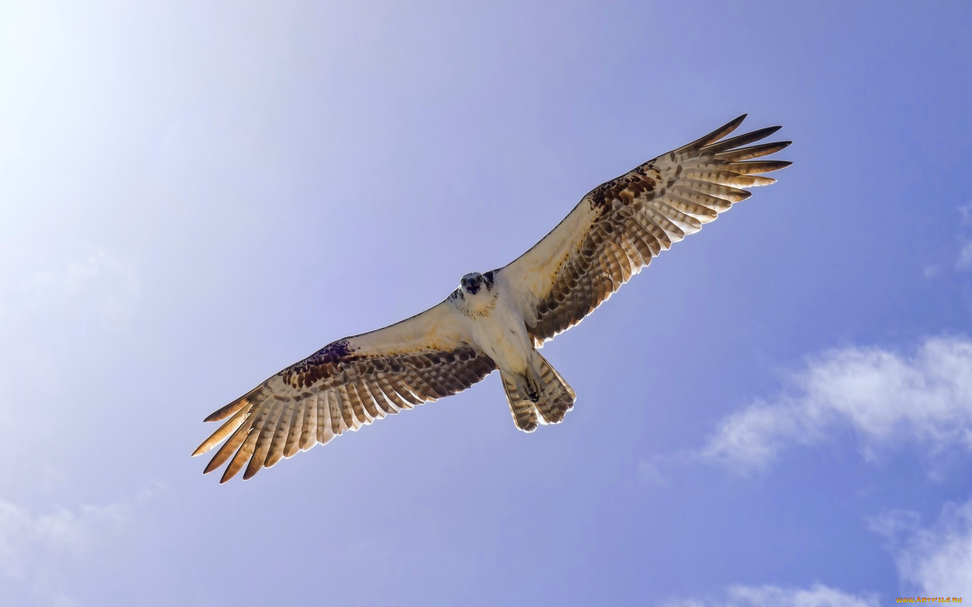 животные, птицы, хищники, крылья, небо, полет, osprey