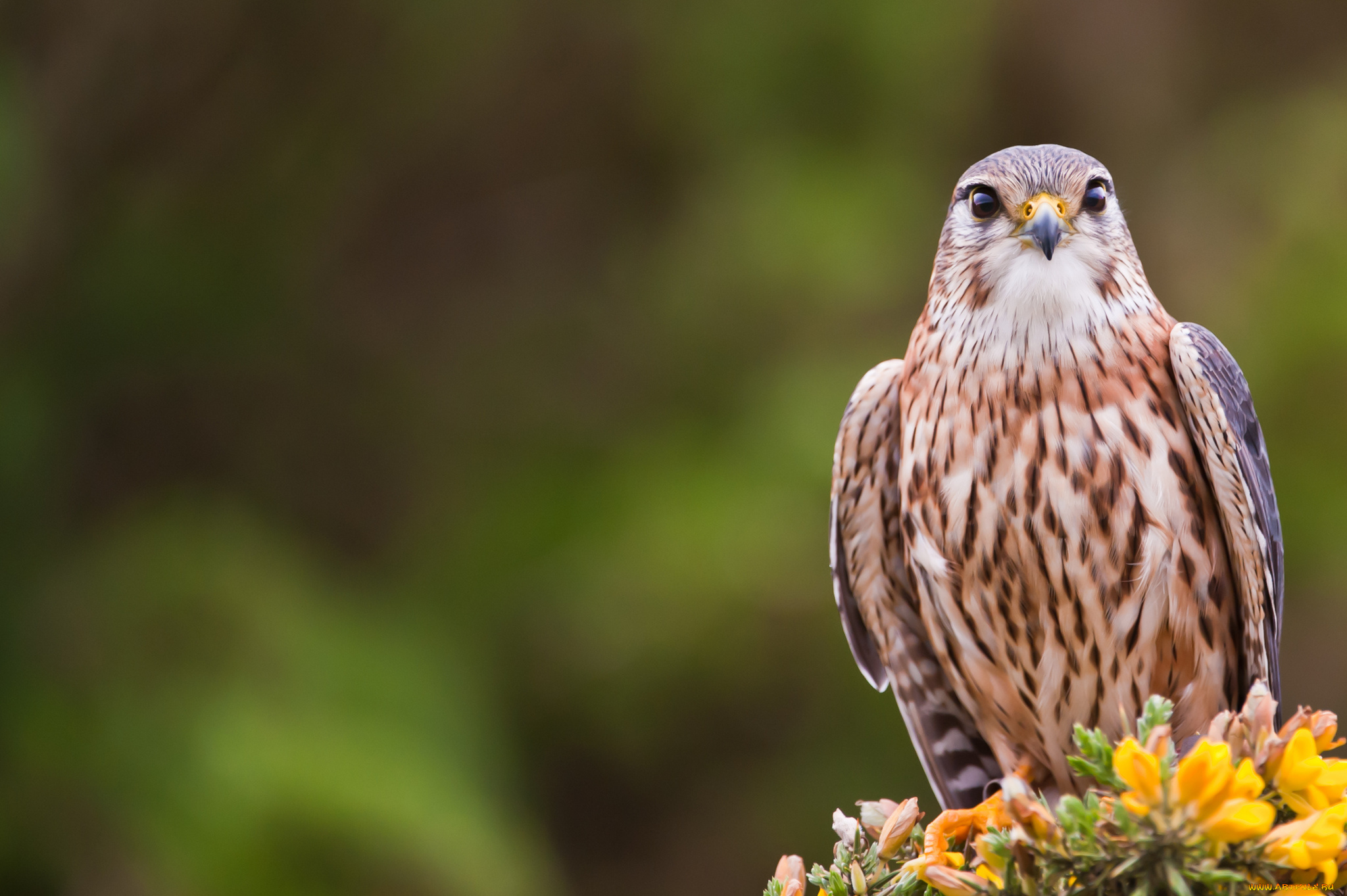 животные, птицы, хищники, кречет, взгляд, bird, merlin