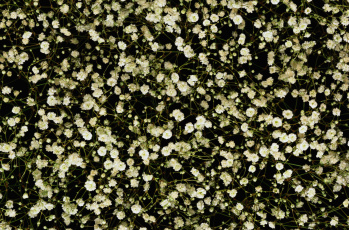 Картинка цветы белые макро
