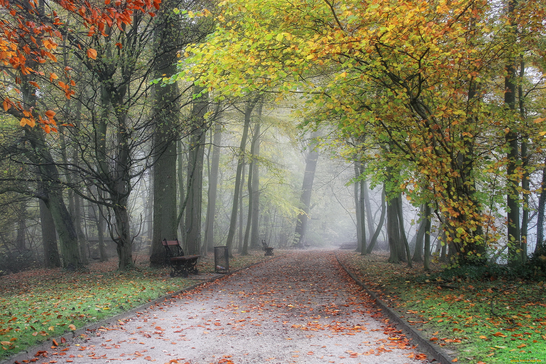 бельгия, фландрия, meise, природа, парк, туман, тропинка, листва, осень