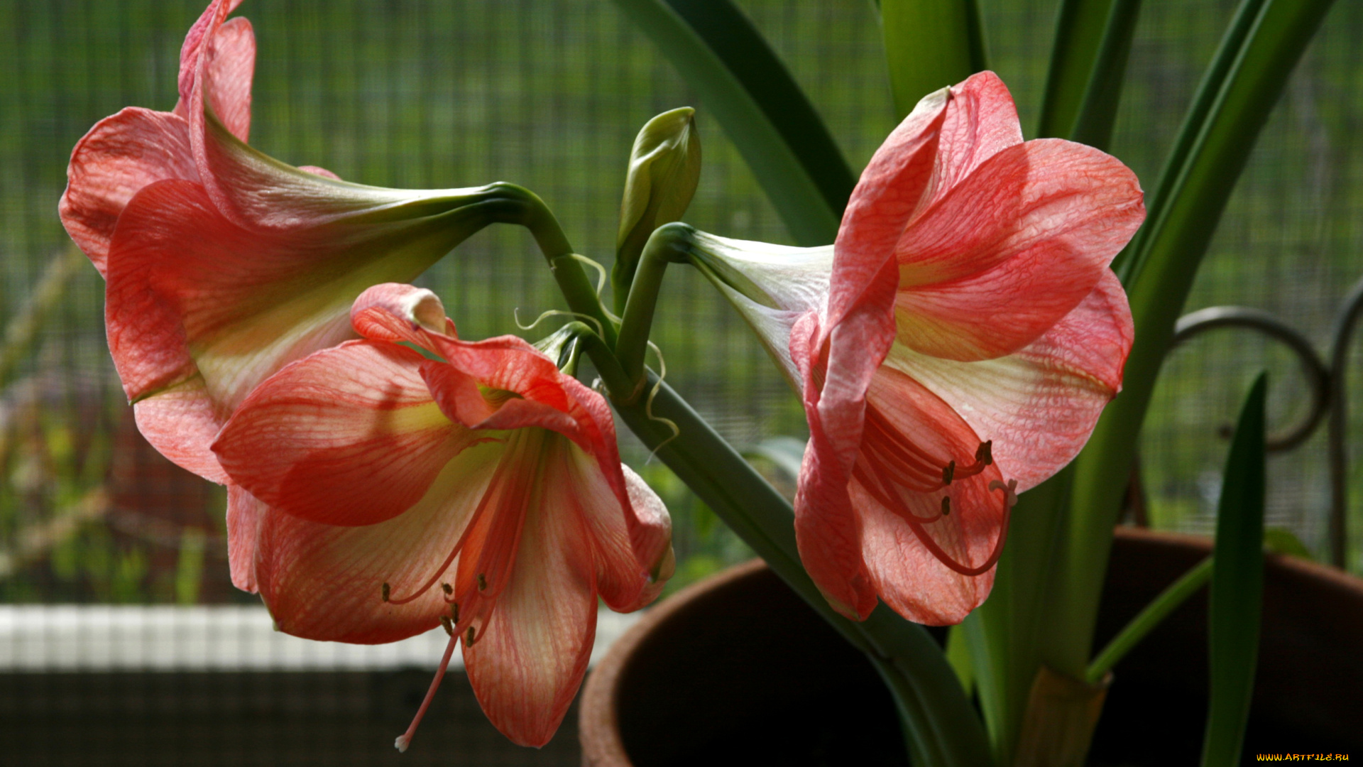 цветы, амариллисы, , гиппеаструмы, amaryllis, амариллис, красный