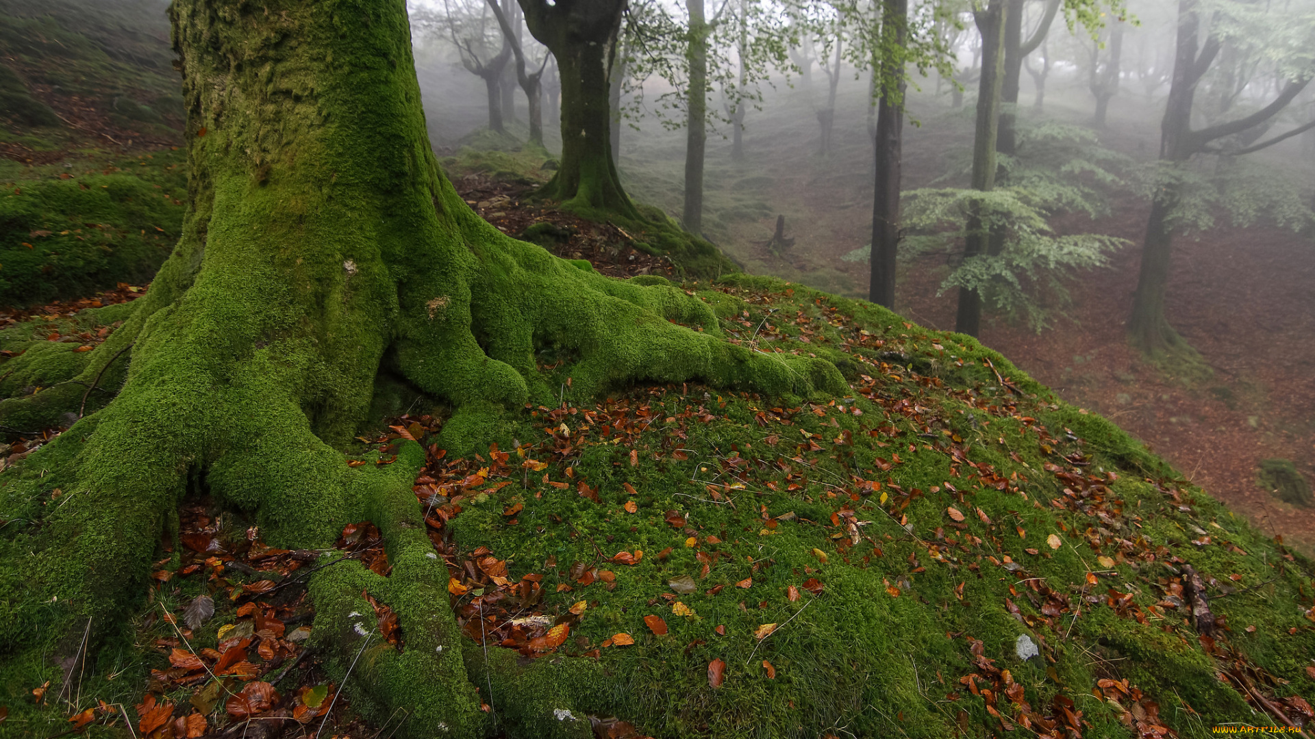 природа, лес, туман, мох, корни, стволы, утро, деревья