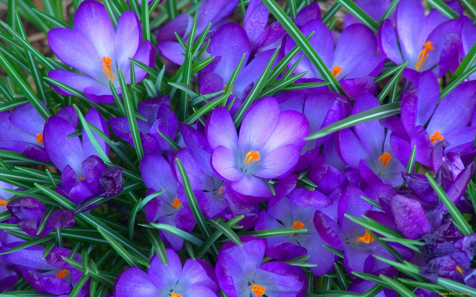 цветы крокусы синие фиолетовые загрузить