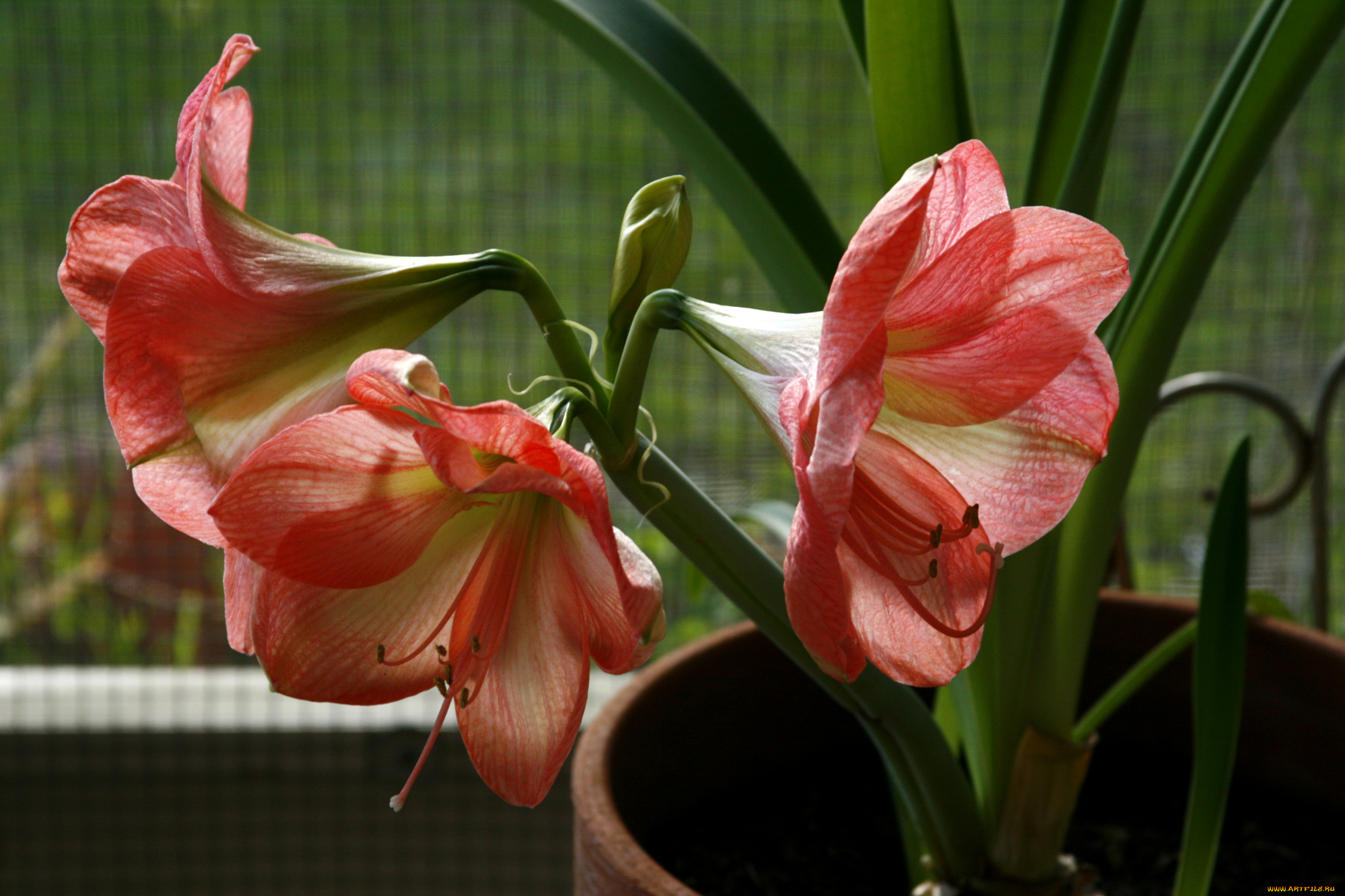 цветы, амариллисы, , гиппеаструмы, amaryllis, амариллис, красный