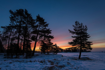 Картинка природа восходы закаты деревья снег