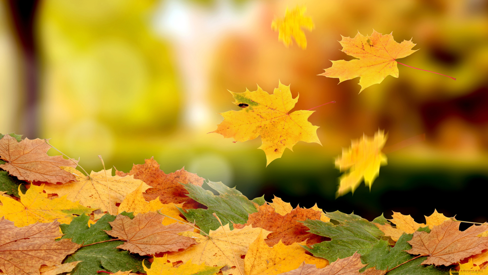 природа, листья, кленовые, желтые, осень, листопад