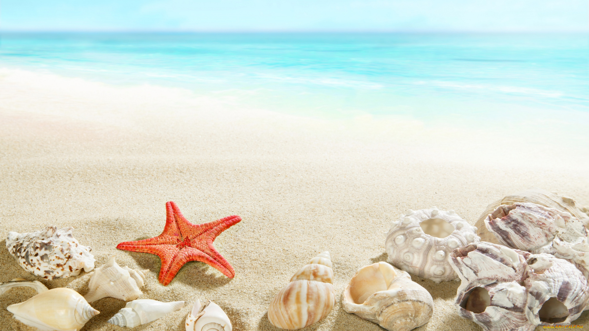 разное, ракушки, , кораллы, , декоративные, и, spa-камни, sand, beach, seashells, sea