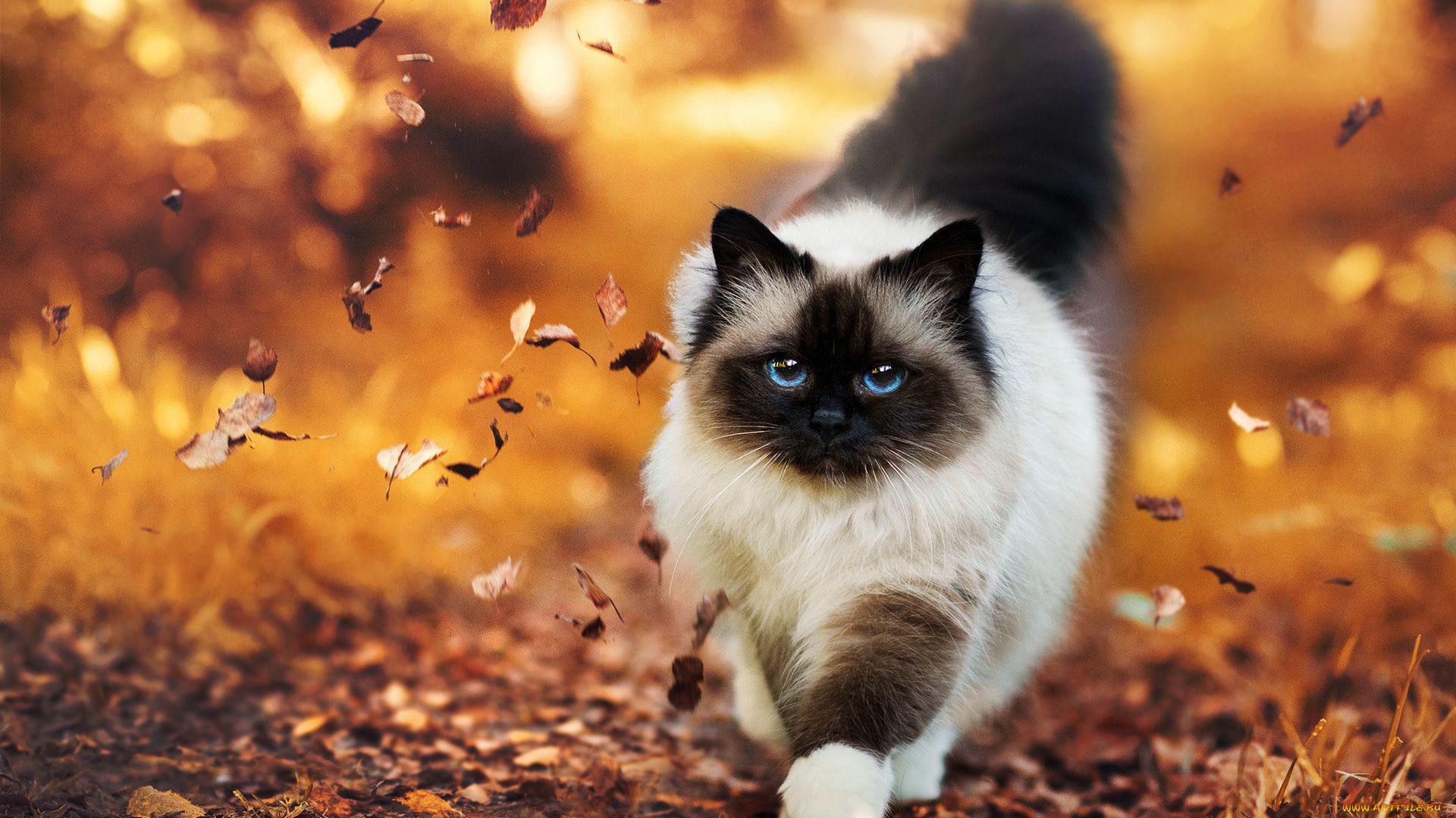 животные, коты, кошка, листья, осень