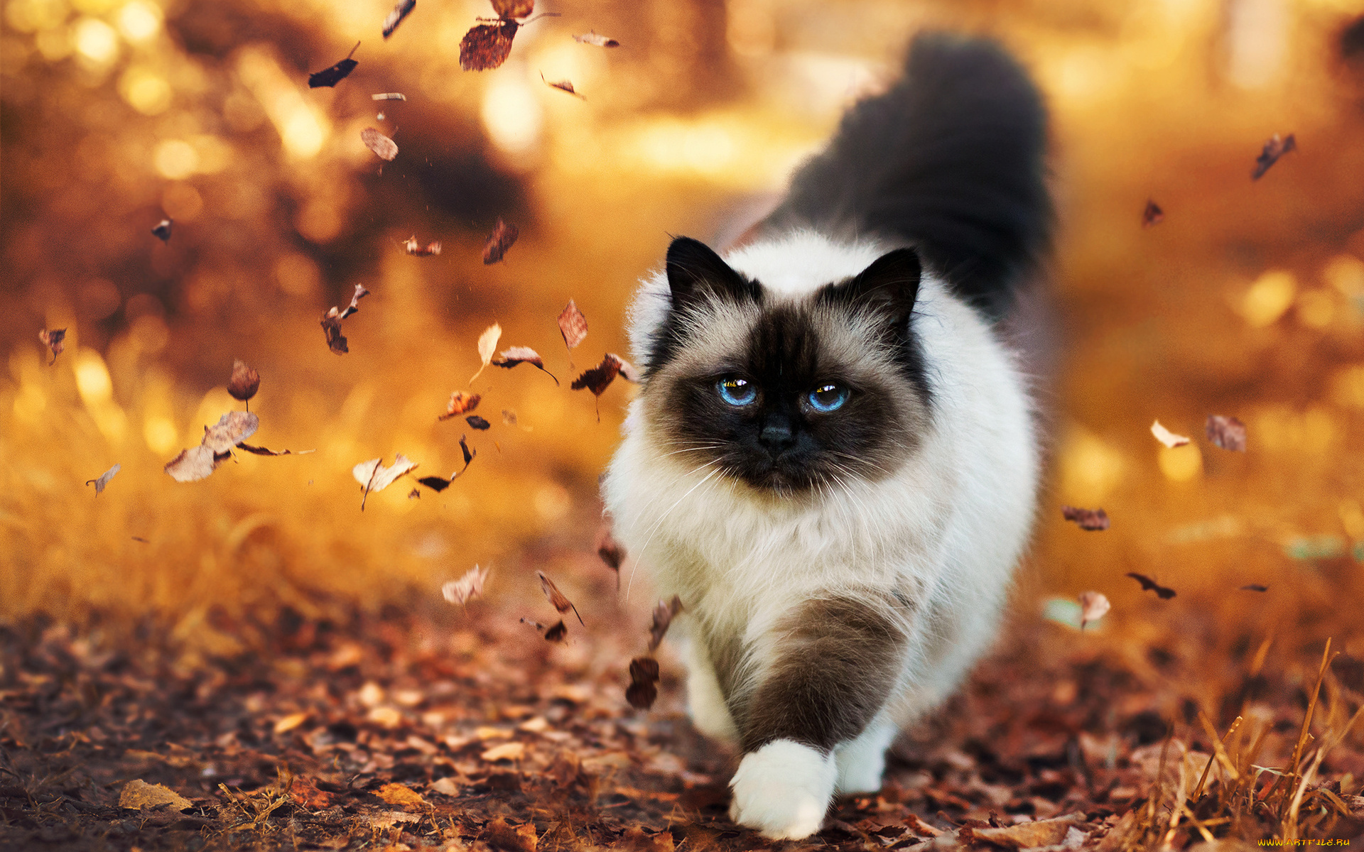 животные, коты, кошка, листья, осень