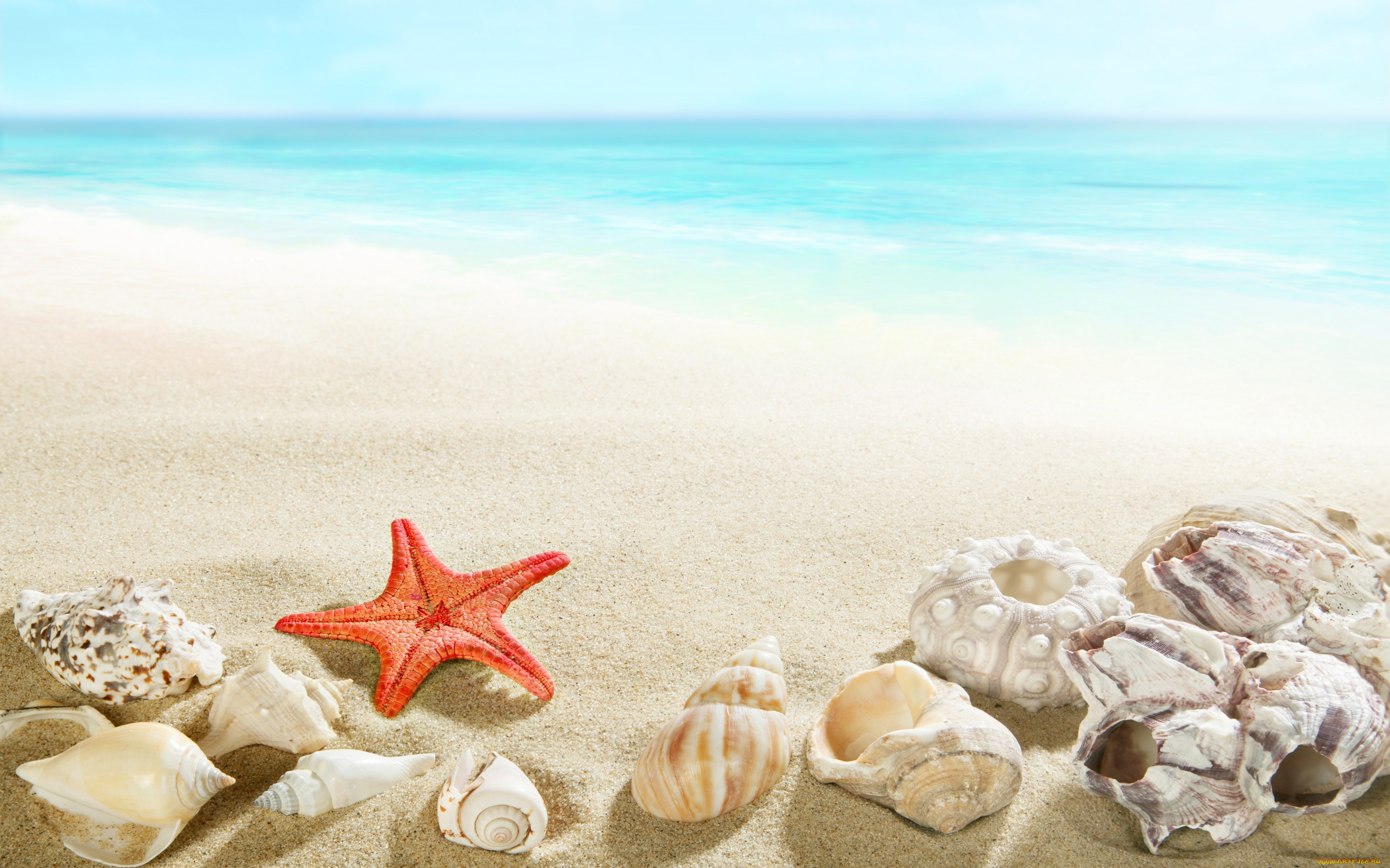 разное, ракушки, , кораллы, , декоративные, и, spa-камни, sand, beach, seashells, sea