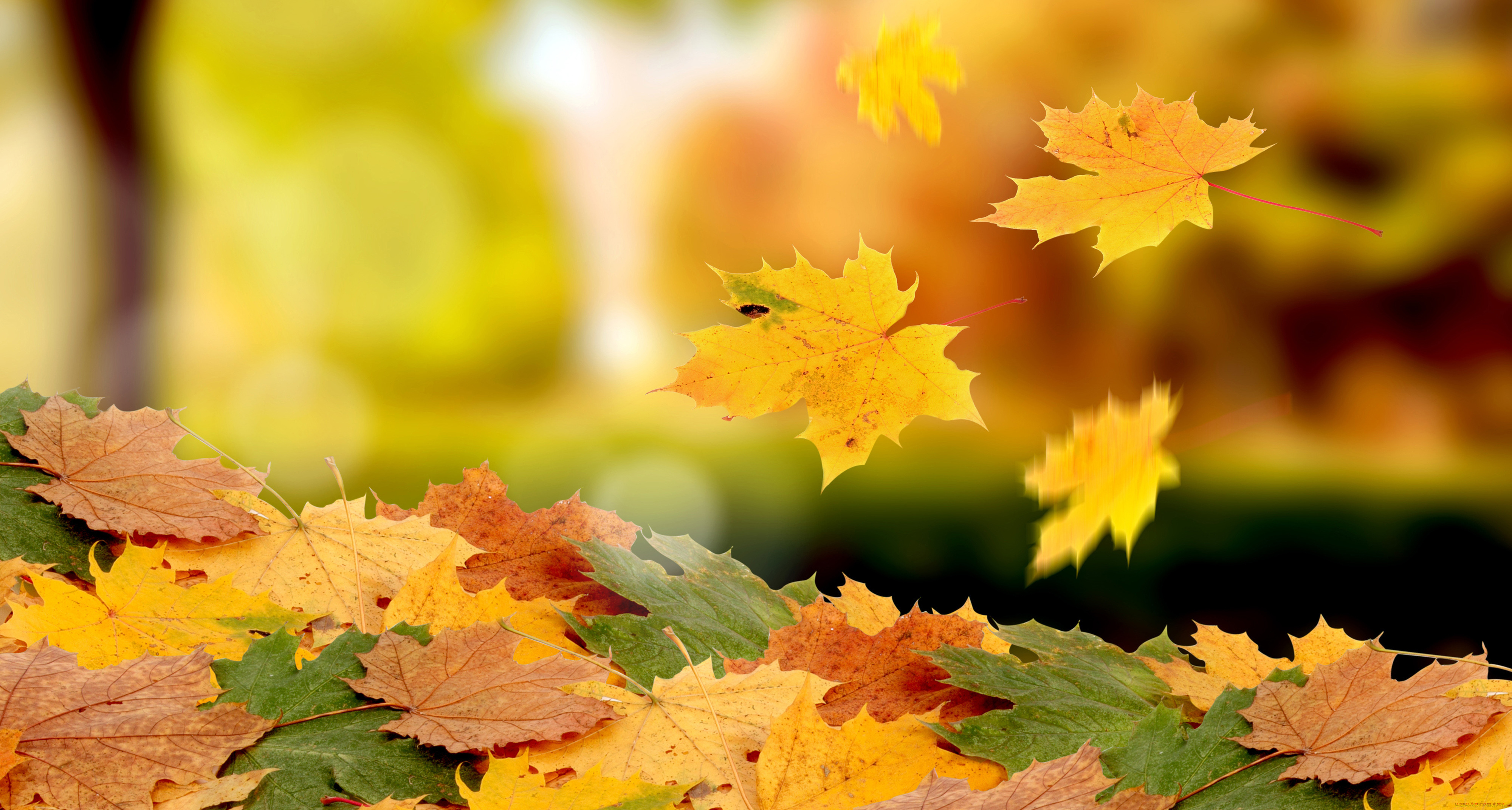 природа, листья, кленовые, желтые, осень, листопад