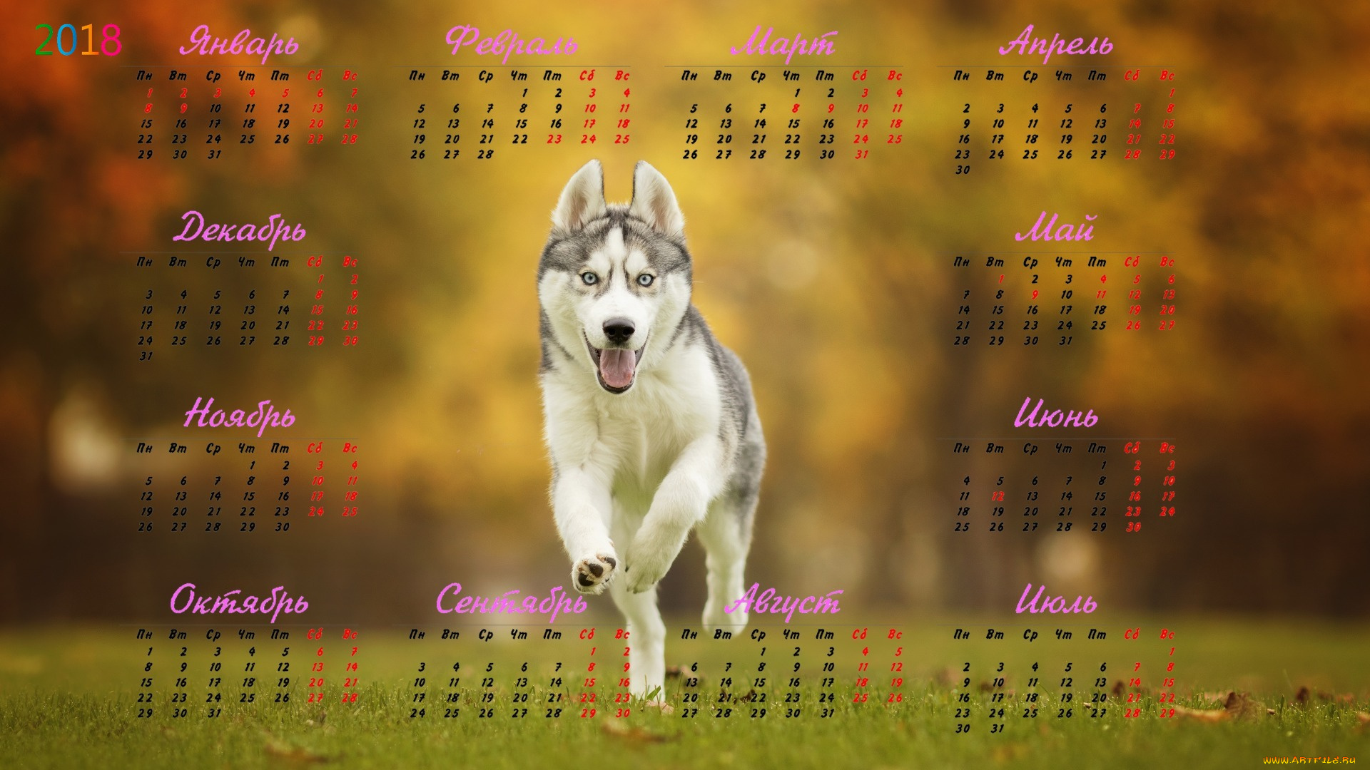 календари, животные, бег, взгляд, собака, 2018