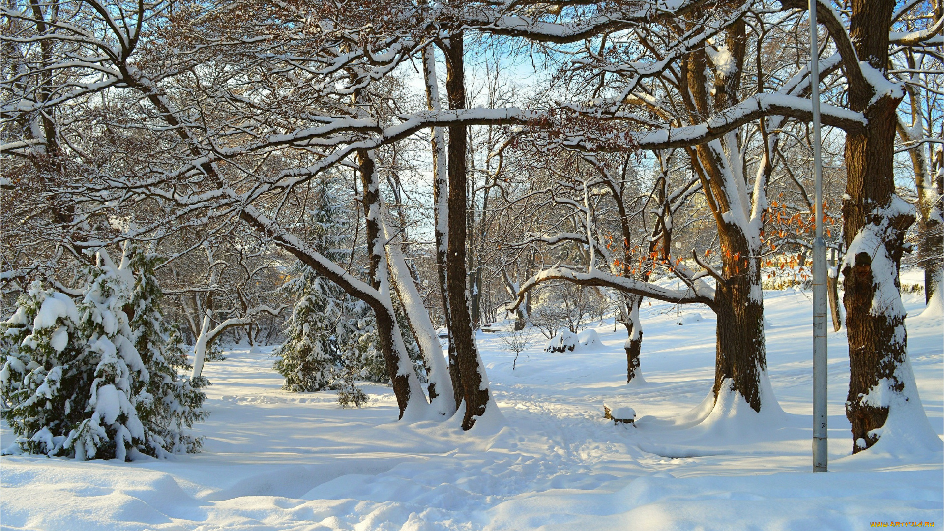 природа, зима, trees, snow, park, winter, парк, лучи, снег, деревья