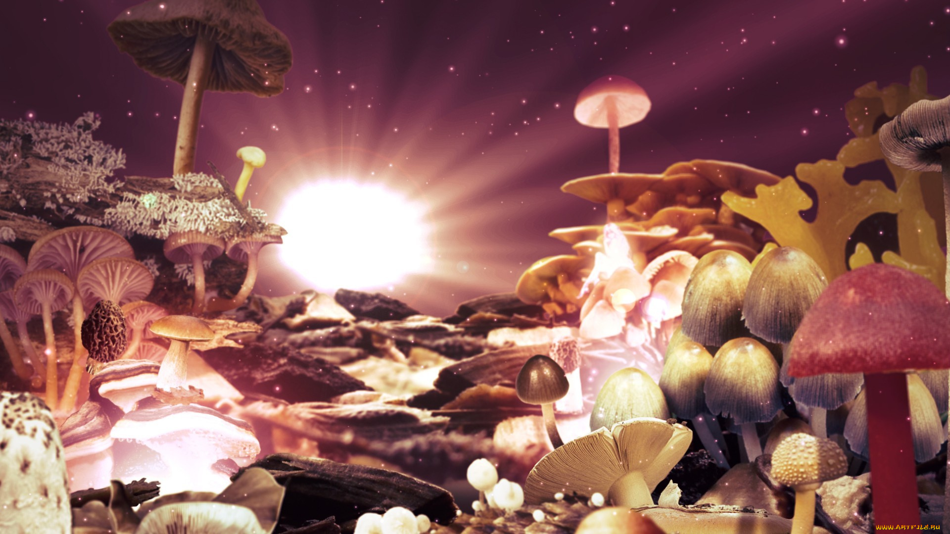 Путем грибной мудрости. Сказочные грибы. Фантастические и сказочные гриб. Сказочный мир грибы. Грибы фон.