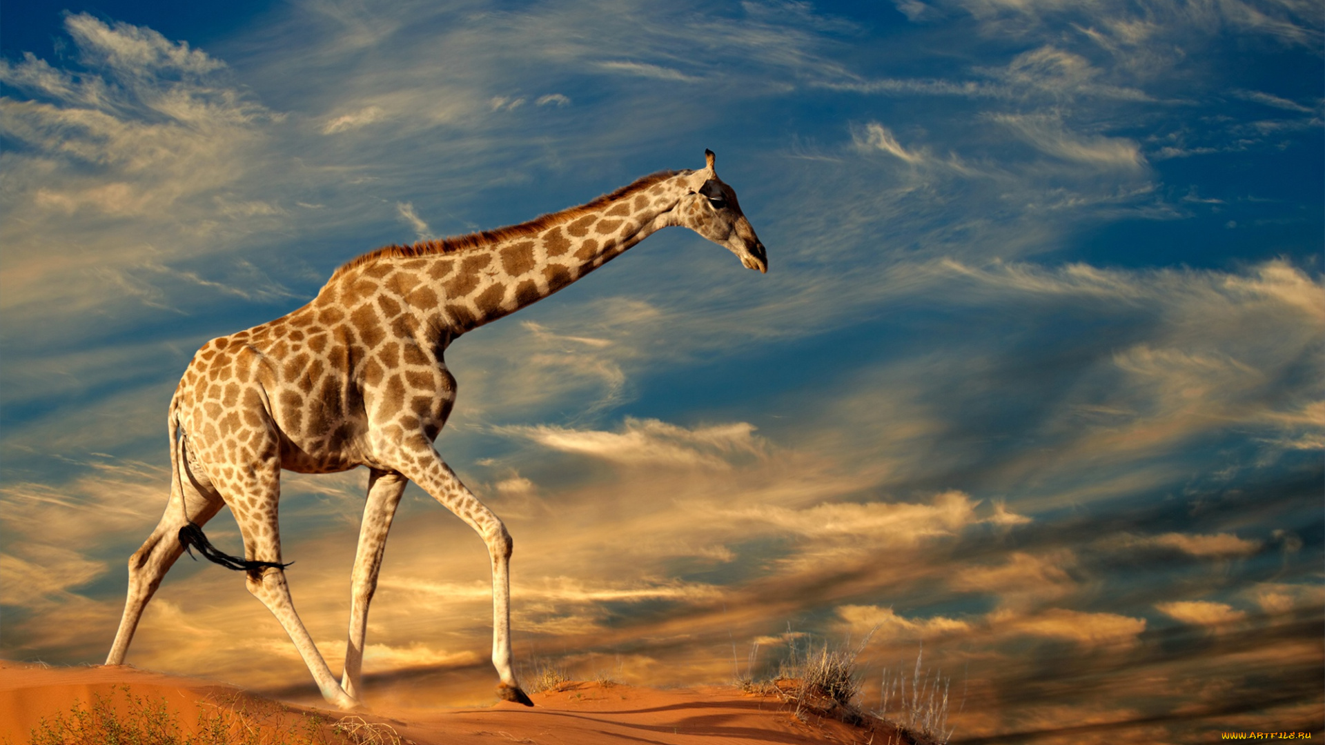 животные, жирафы, песок, небо, трава, солнце, облака, природа, жираф
