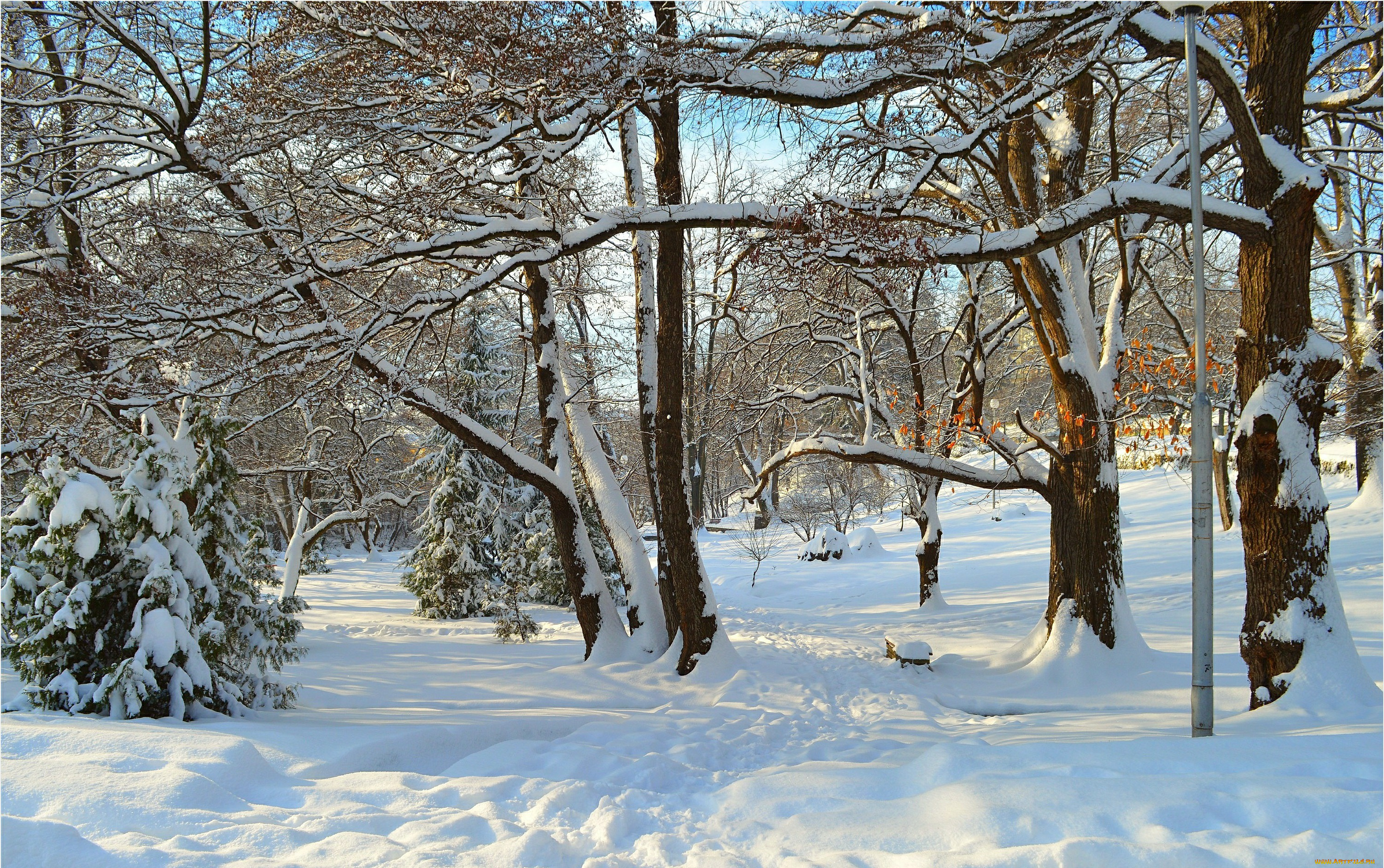 природа, зима, trees, snow, park, winter, парк, лучи, снег, деревья