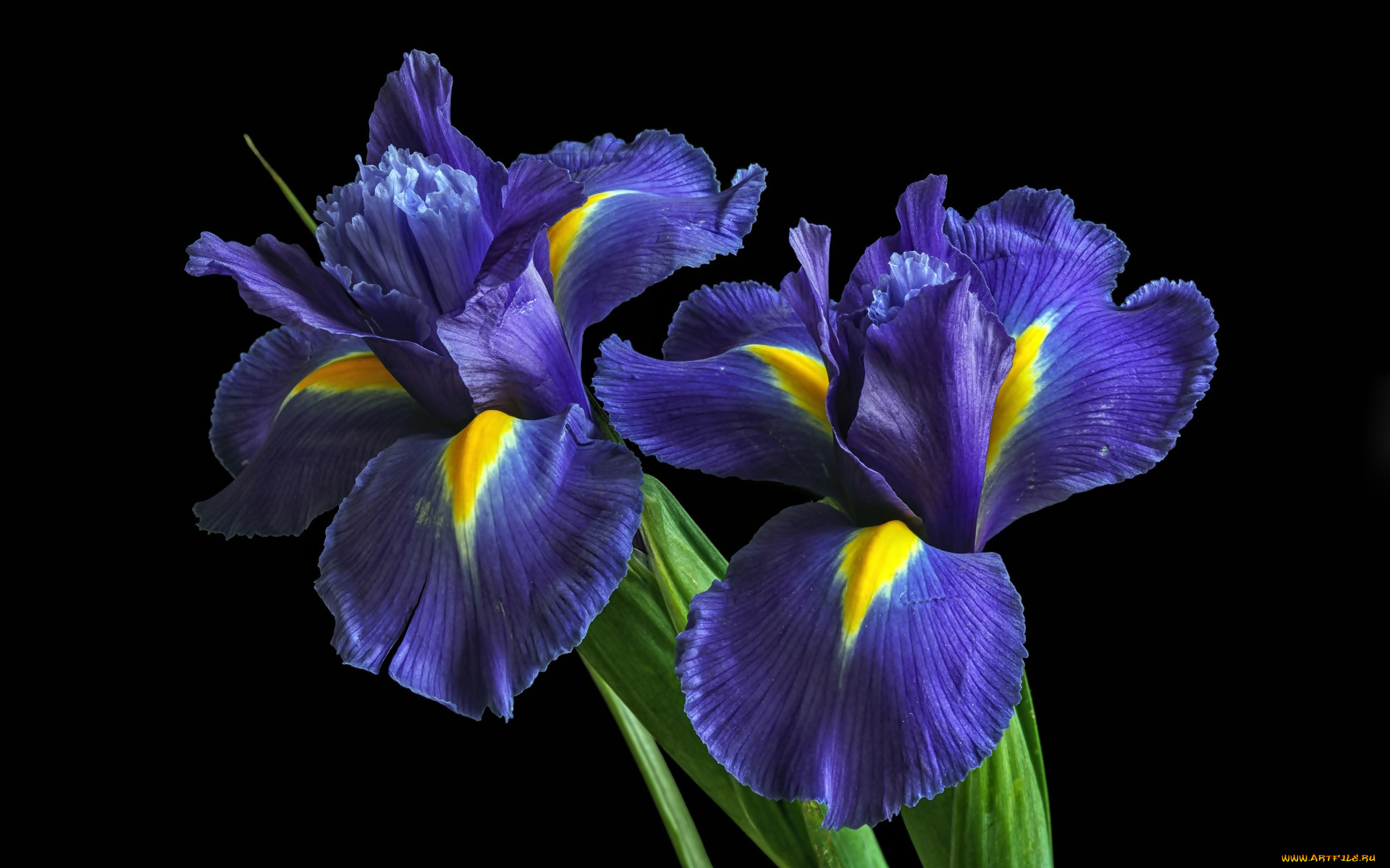 цветы, ирисы, дуэт, синие