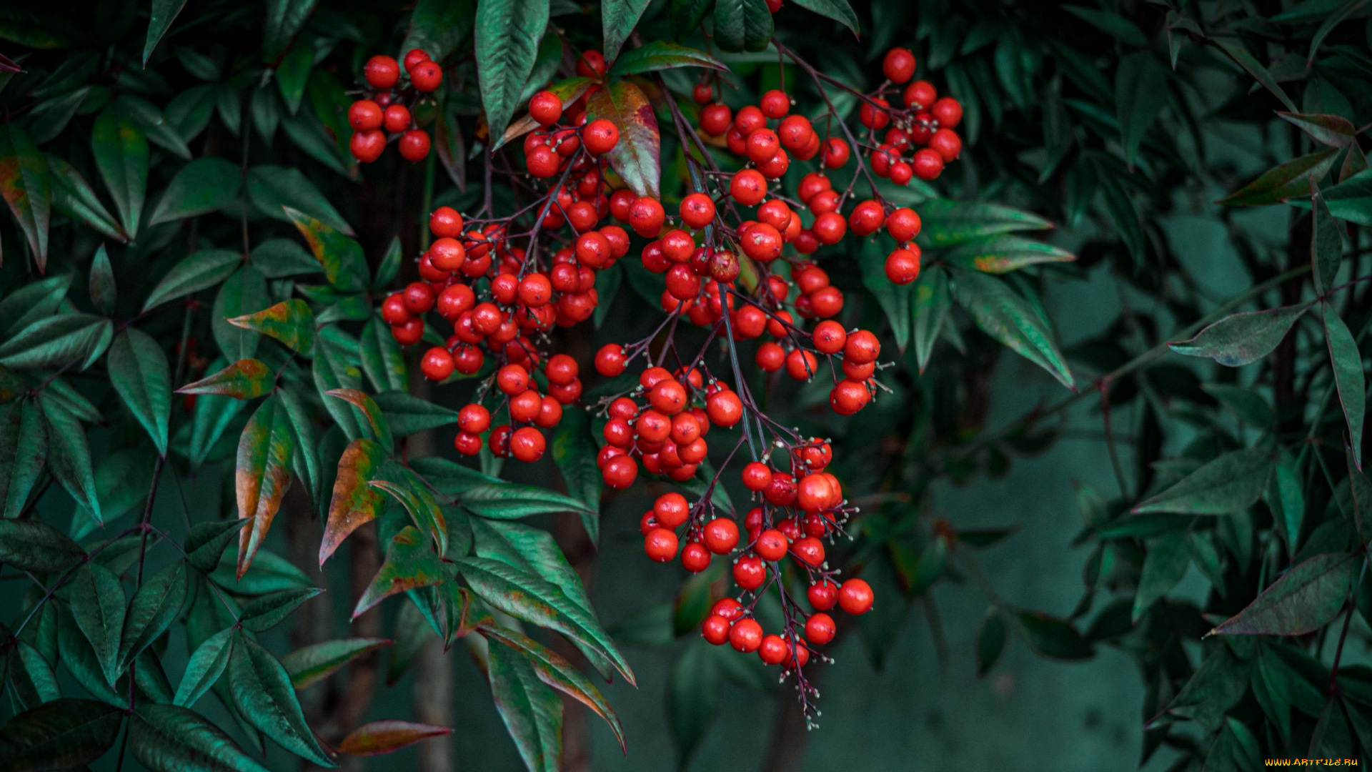 nandina, berries, природа, ягоды, nandina, berries