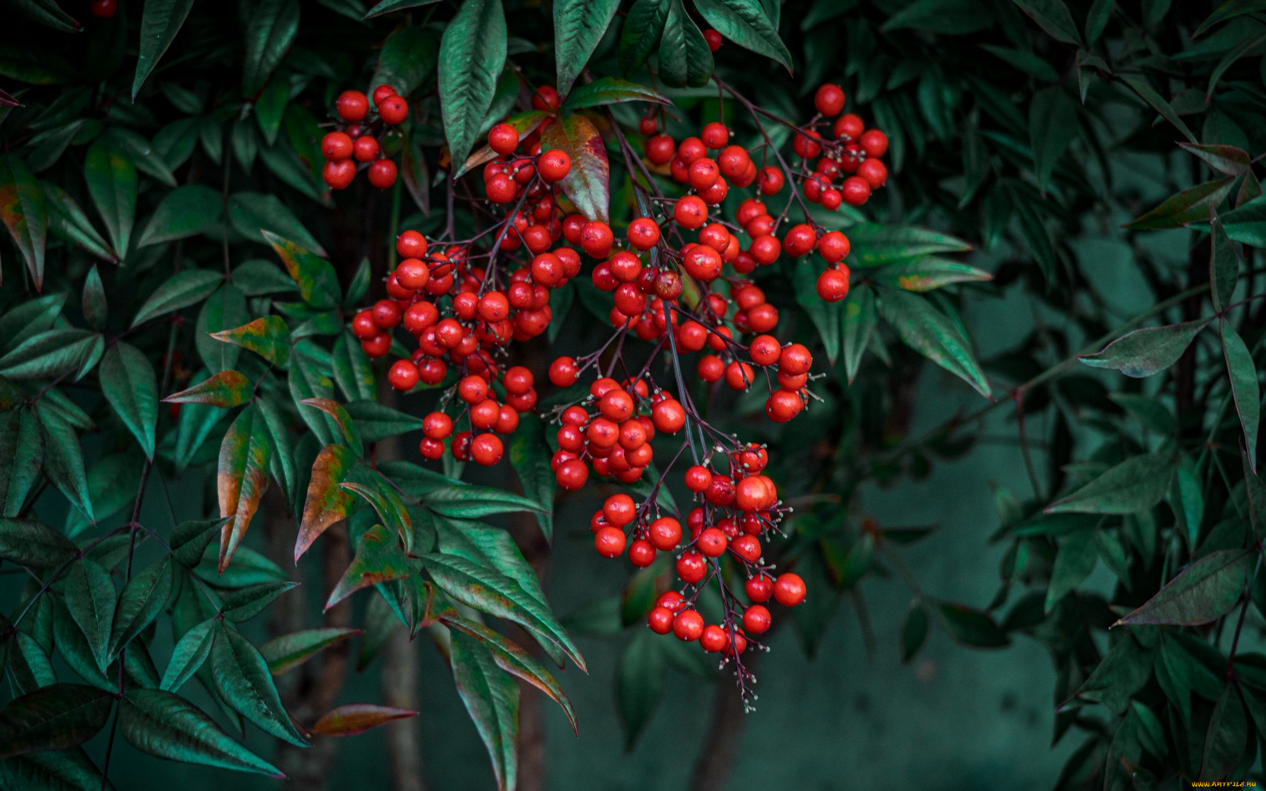 nandina, berries, природа, ягоды, nandina, berries