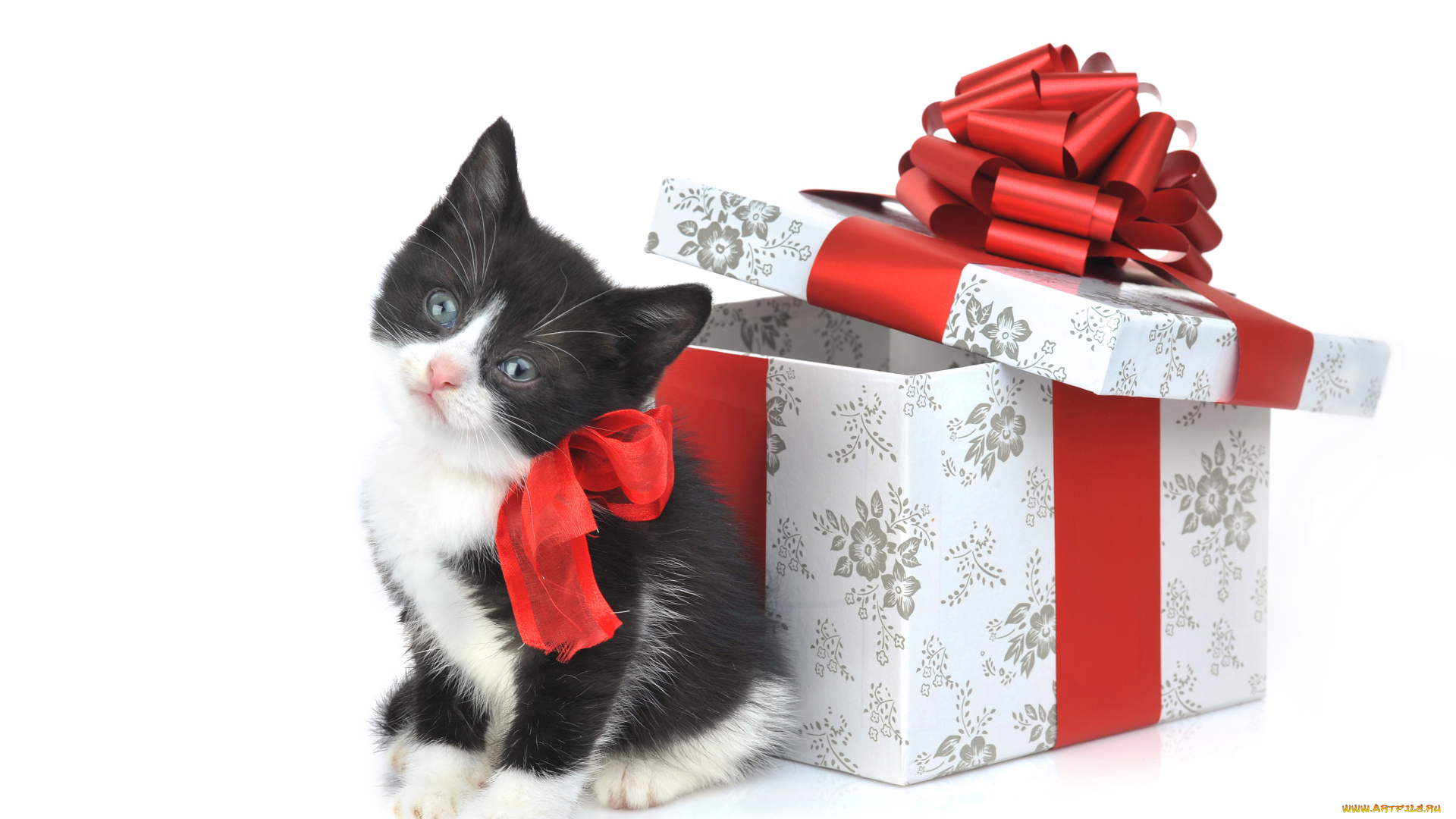 животные, коты, котенок, коробка, подарок, бант