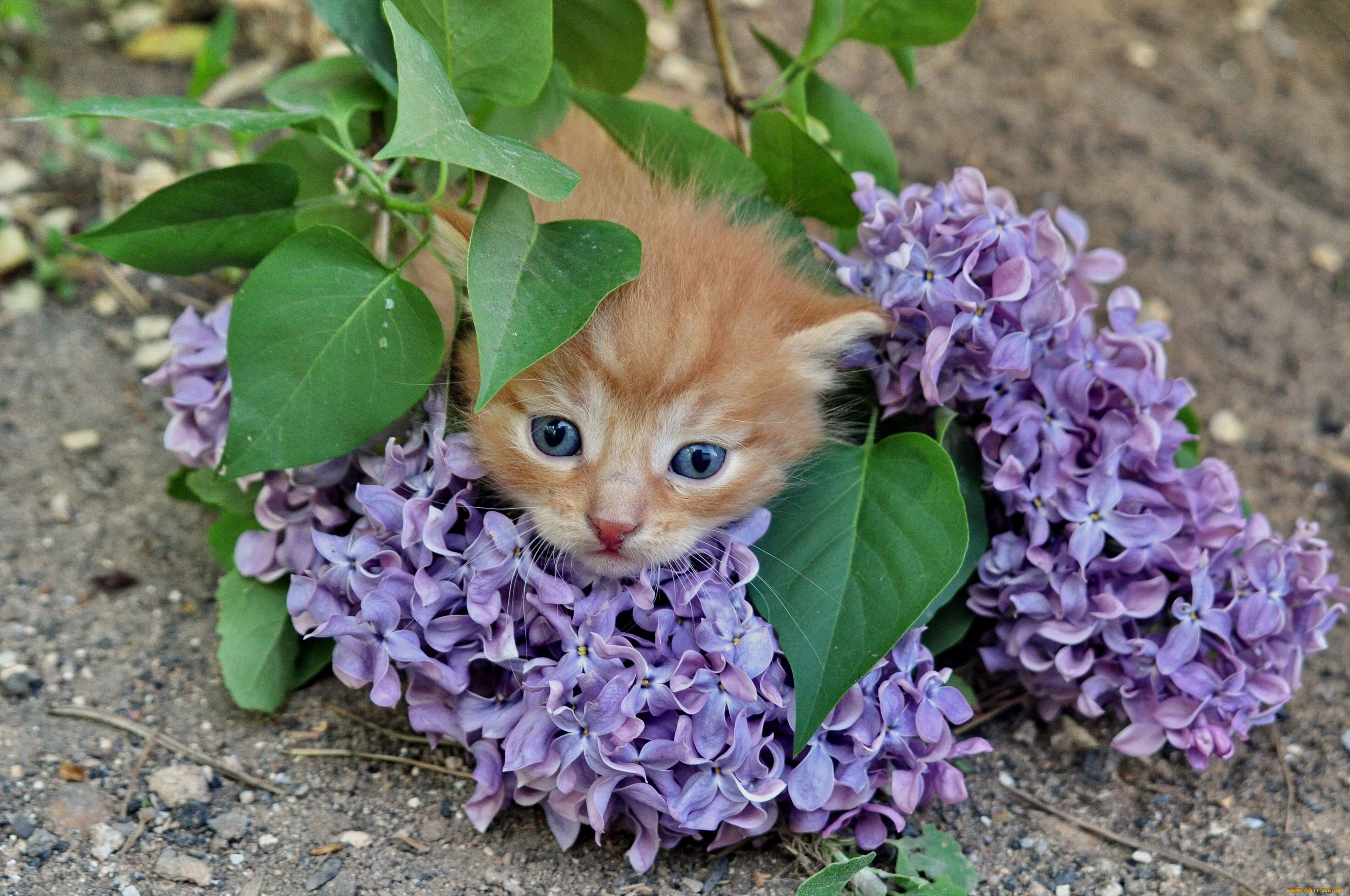 Котенок любит играть с цветами. Кошечка в цветах. Красивые котята. Котенок с цветочком. Котенок в сирени.