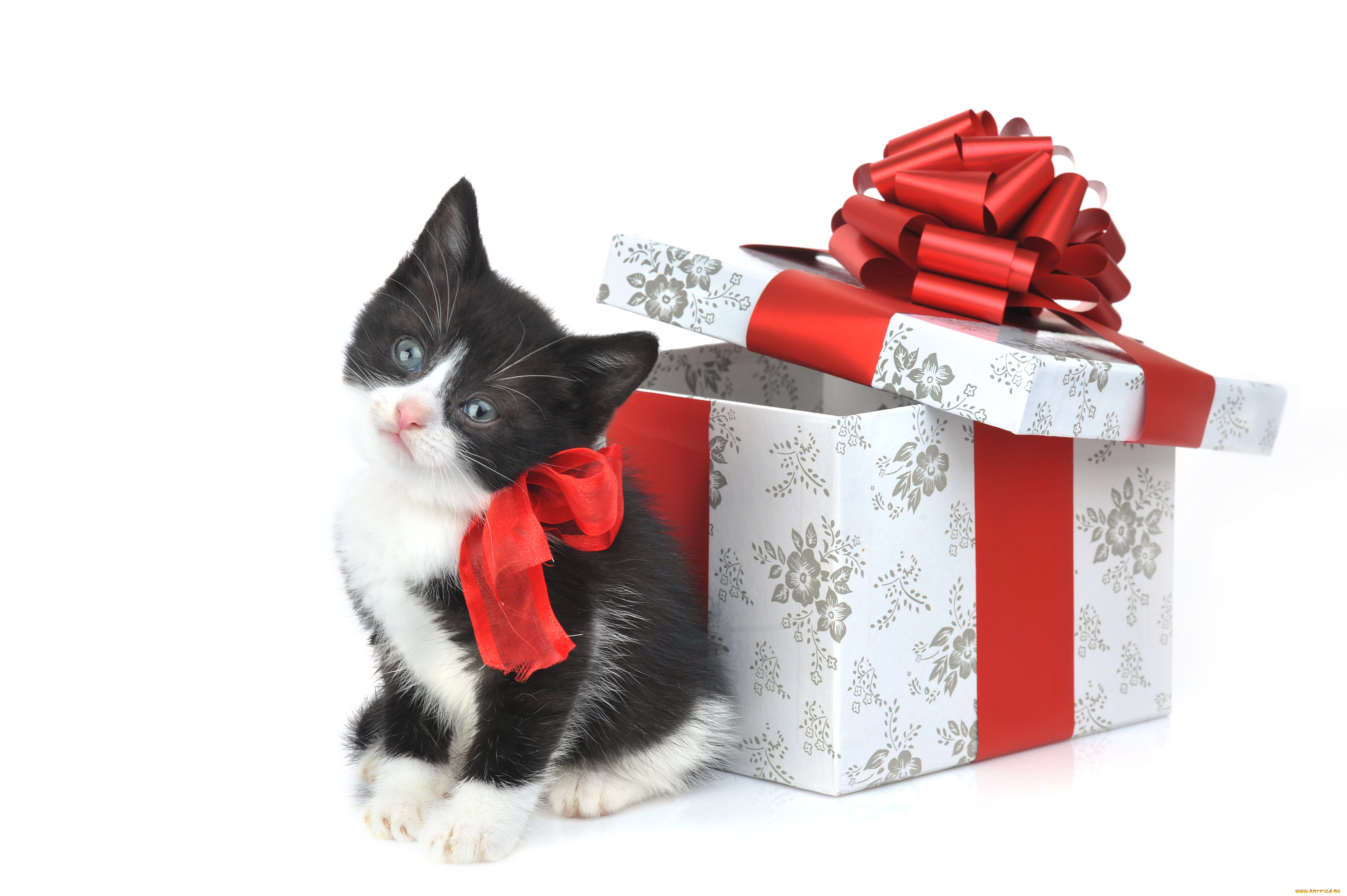 животные, коты, котенок, коробка, подарок, бант