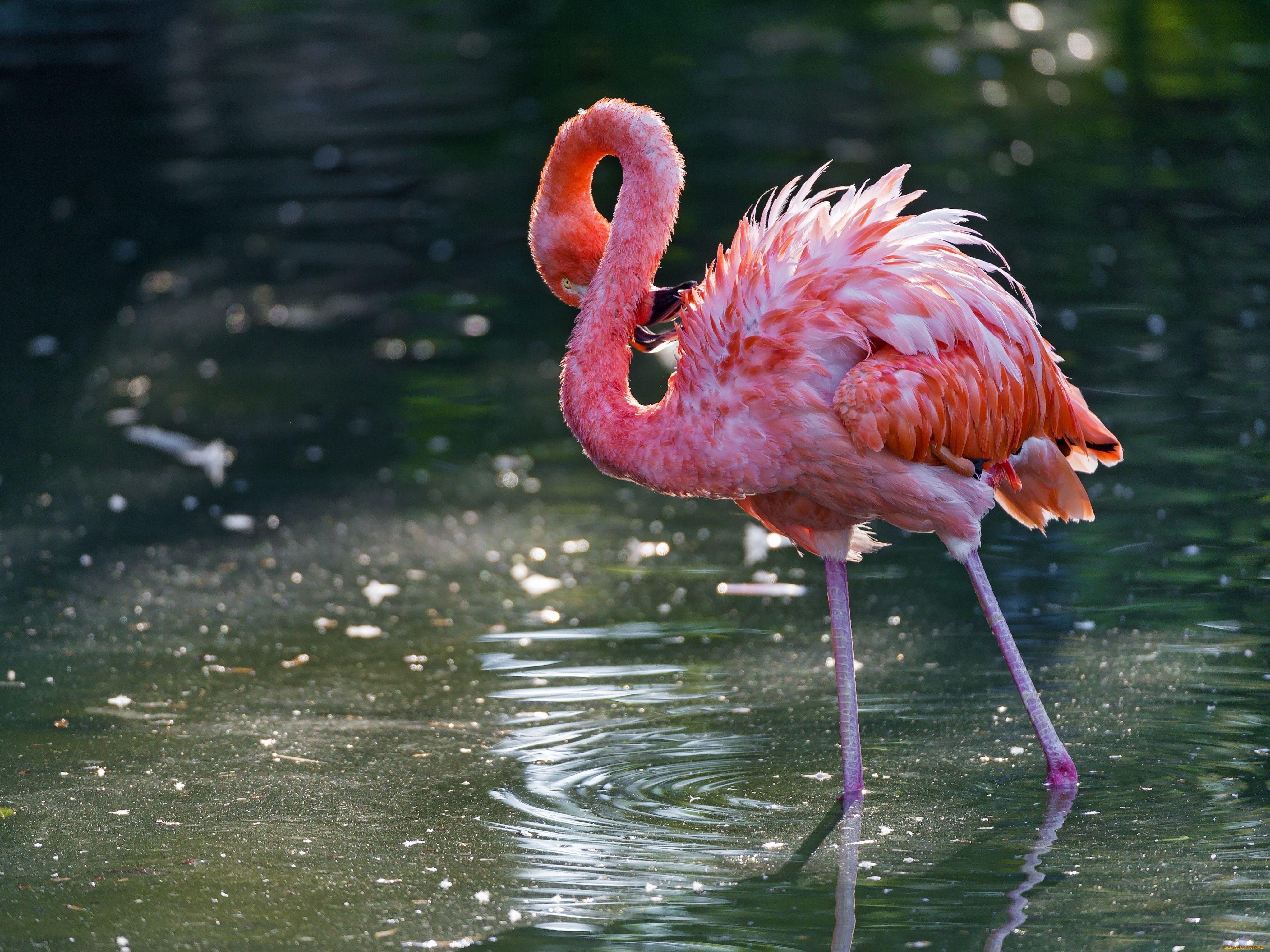 животные, фламинго, вода, розовый