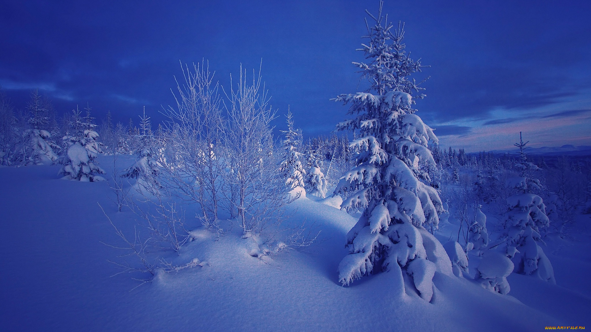 природа, зима, снег, норвегия, ели, вечер, деревья