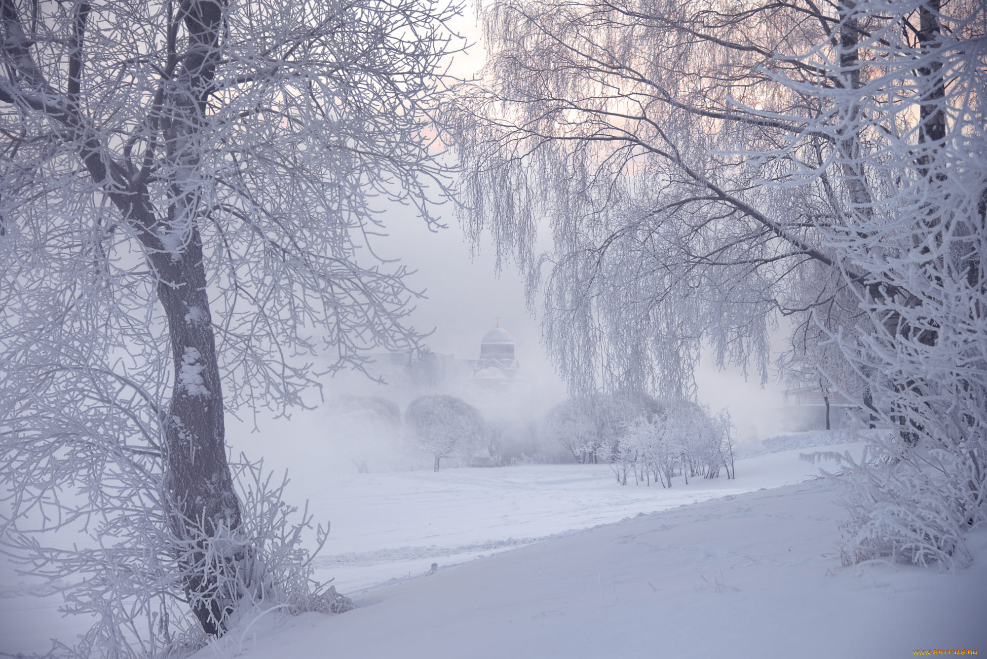 природа, зима, деревья, ed, gordeev, иней, туман, санкт-петербург